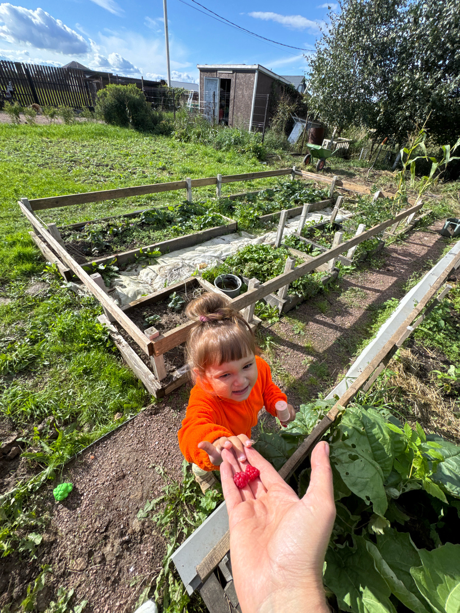In Kempelevo, Russia, a young child in an orange hoodie holds out two raspberries on their hand to another hand, viewed from a first-person perspective. The child's hair is pulled into a bun, and they are smiling. They stand next to a raised garden bed made of wood, filled with plants and soil. The garden is surrounded by grass and a gravel path. In the background, a wooden fence, a shed, trees, and corn stalks are visible under a blue sky with white clouds.