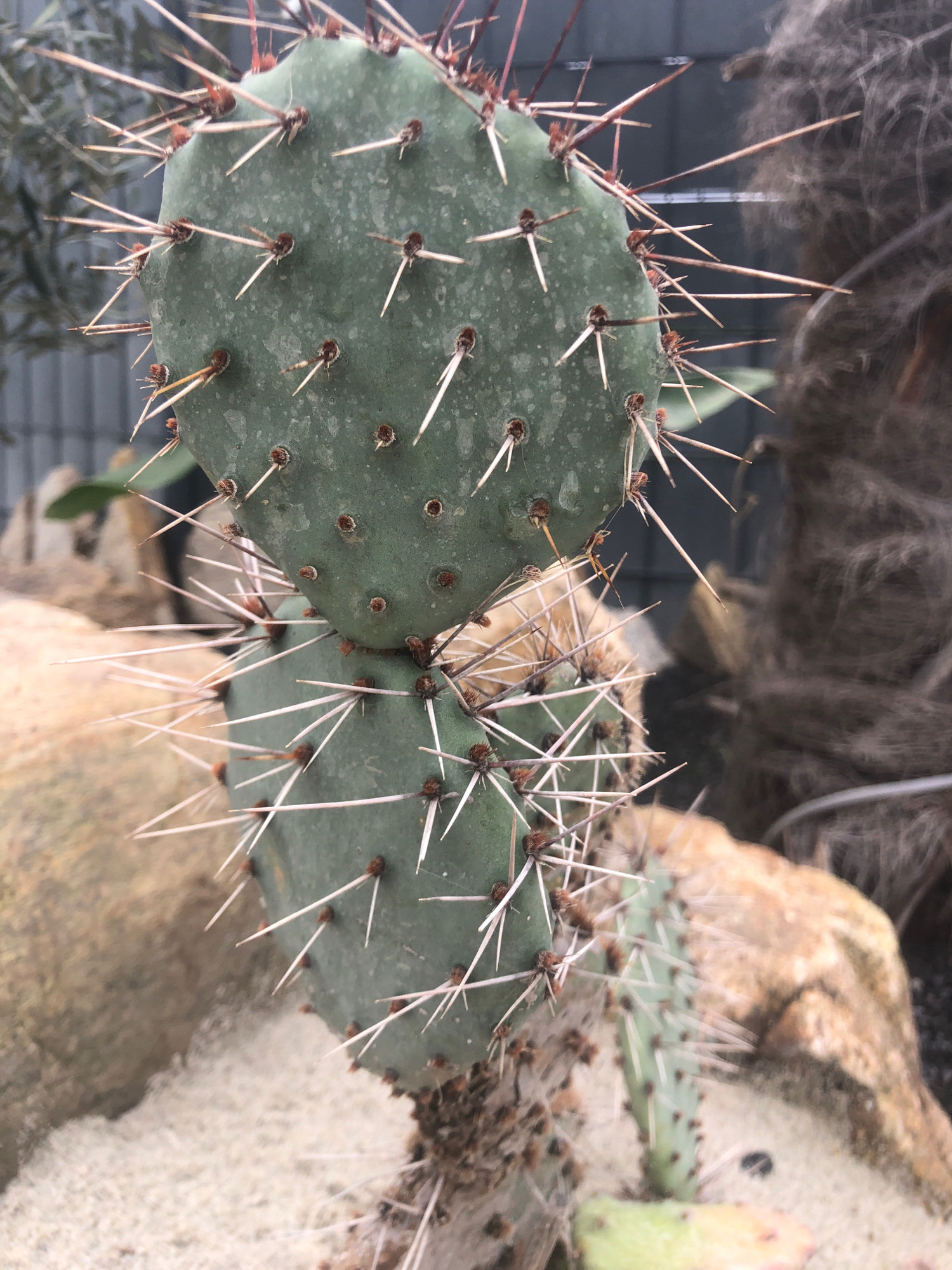 A close-up, eye-level, outdoor shot shows a prickly pear cactus with two large, flattened pads, one stacked on top of the other. The pads are a muted green color and covered in numerous sharp, white spines with reddish-brown bases. The pads are slightly curved and have a textured surface. The background is blurred, with hints of sand, large rocks, and what appears to be a palm tree trunk. The overall lighting suggests an overcast or shaded environment, or perhaps late afternoon. This image was captured in Sierndorf, Austria.
