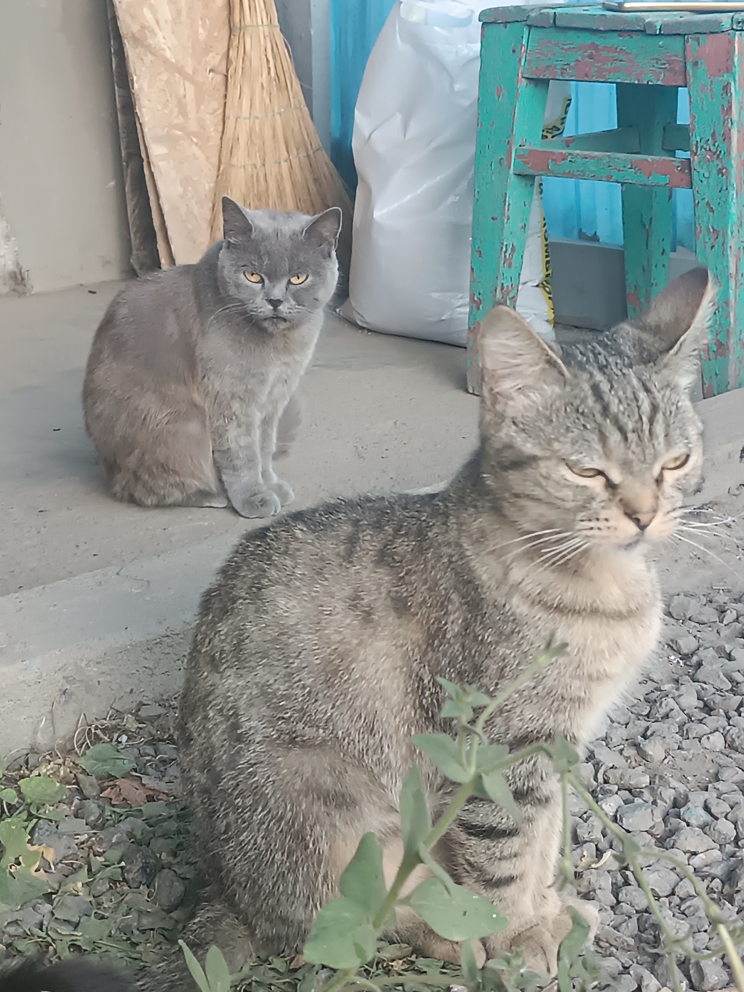 Two domestic cats are present in the image, positioned outdoors on a concrete surface. In the foreground, a tabby cat sits facing right, its gaze directed slightly upward and to the right. Behind and to the left of the tabby, a grey cat sits facing forward, its head turned towards the viewer. The grey cat's expression appears alert. The environment includes gravel, some vegetation, and what appears to be part of a broom leaning against a wall in the background. A weathered green stool is also visible. The overall scene suggests an outdoor, possibly rural or semi-urban setting. This image was taken in Vypasne, Ukraine.