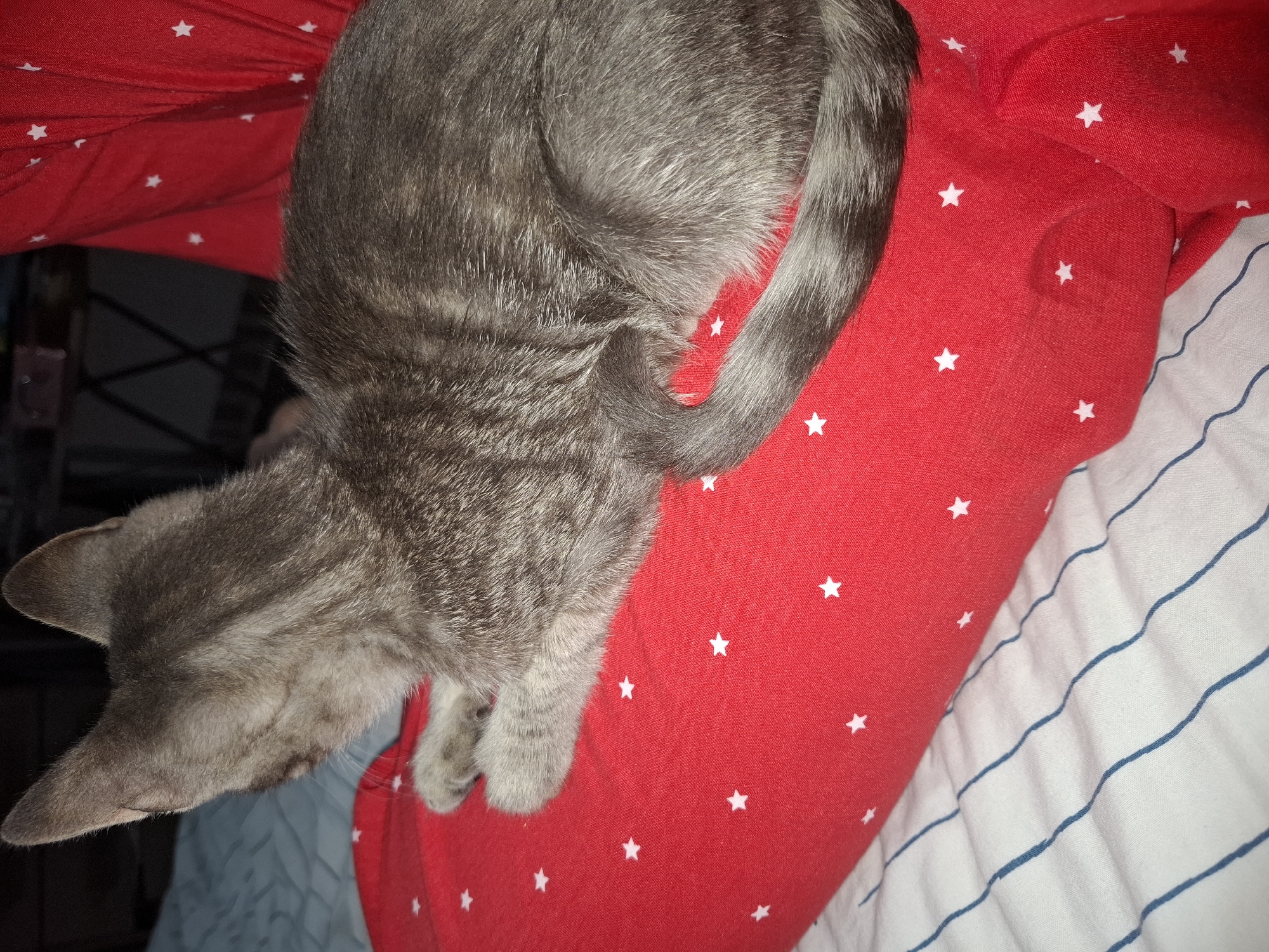A close-up, overhead view captures a grey tabby kitten curled up on a red fabric with white stars. The kitten's back, tail, and hindquarters are visible. The fabric is draped over a striped surface, likely a bed, with blue and white stripes. The background is dark and out of focus. The scene appears to be indoors.