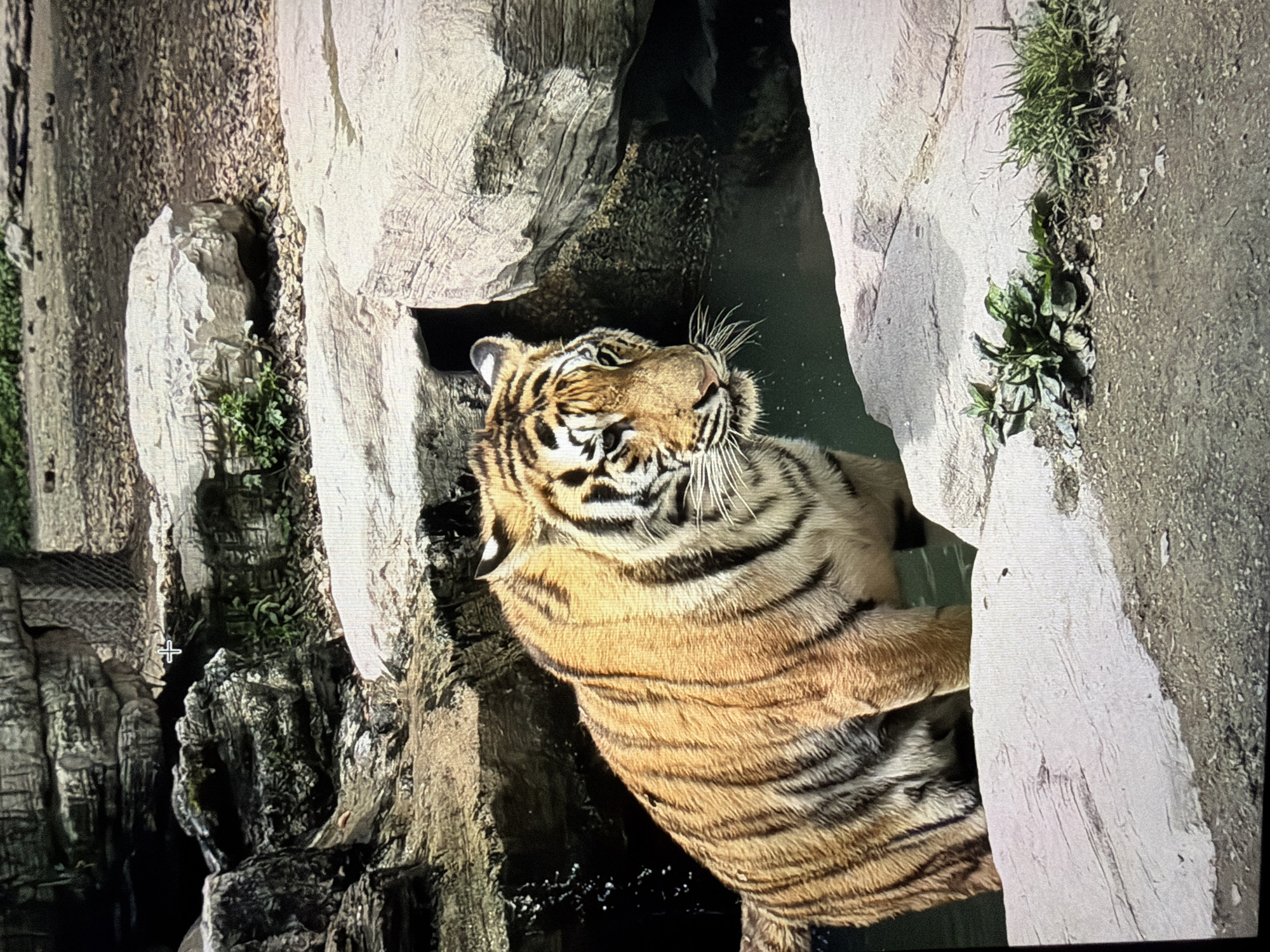 A tiger is partially submerged in water, positioned between rocky formations. The tiger appears to be in a zoo or wildlife park environment, based on the enclosure's constructed appearance. Vegetation grows on the rocks, adding to the enclosure's designed aesthetic. The photograph may have been taken at the Medan Zoo, in the city of Medan, Indonesia.