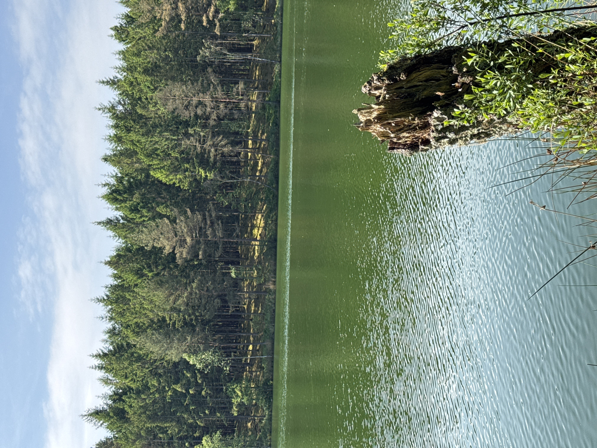 The image displays a serene natural landscape, likely a lake or pond, bordered by a dense forest under a clear blue sky. The original image appears to be rotated 90 degrees clockwise.
In the foreground and midground, a large body of water, possibly a lake or pond, stretches horizontally across the frame. Its surface is covered with small ripples, reflecting the bright sky and appearing greenish-blue in color, likely due to reflections of the surrounding trees or natural algae. Along the far bank, a thick coniferous forest extends, with tall green trees reaching towards the sky. The lower parts of the trees and their reflections are visible in the water.
On the right side of the foreground, a substantial piece of deadwood, resembling a fallen log or tree stump, partially submerged in the water, is covered with vibrant green foliage and possibly moss. To its right, thin, tall reeds or grasses emerge from the water's edge.
The upper portion of the image reveals a bright blue sky dotted with scattered white clouds, indicating clear and sunny weather. The lighting suggests it is daytime, possibly morning or afternoon. There are no people or animals visible, emphasizing the untouched natural environment. No visible text is present in the image. The scene conveys a sense of tranquility and natural beauty, characteristic of an outdoor location like Vessigebro, Sweden.