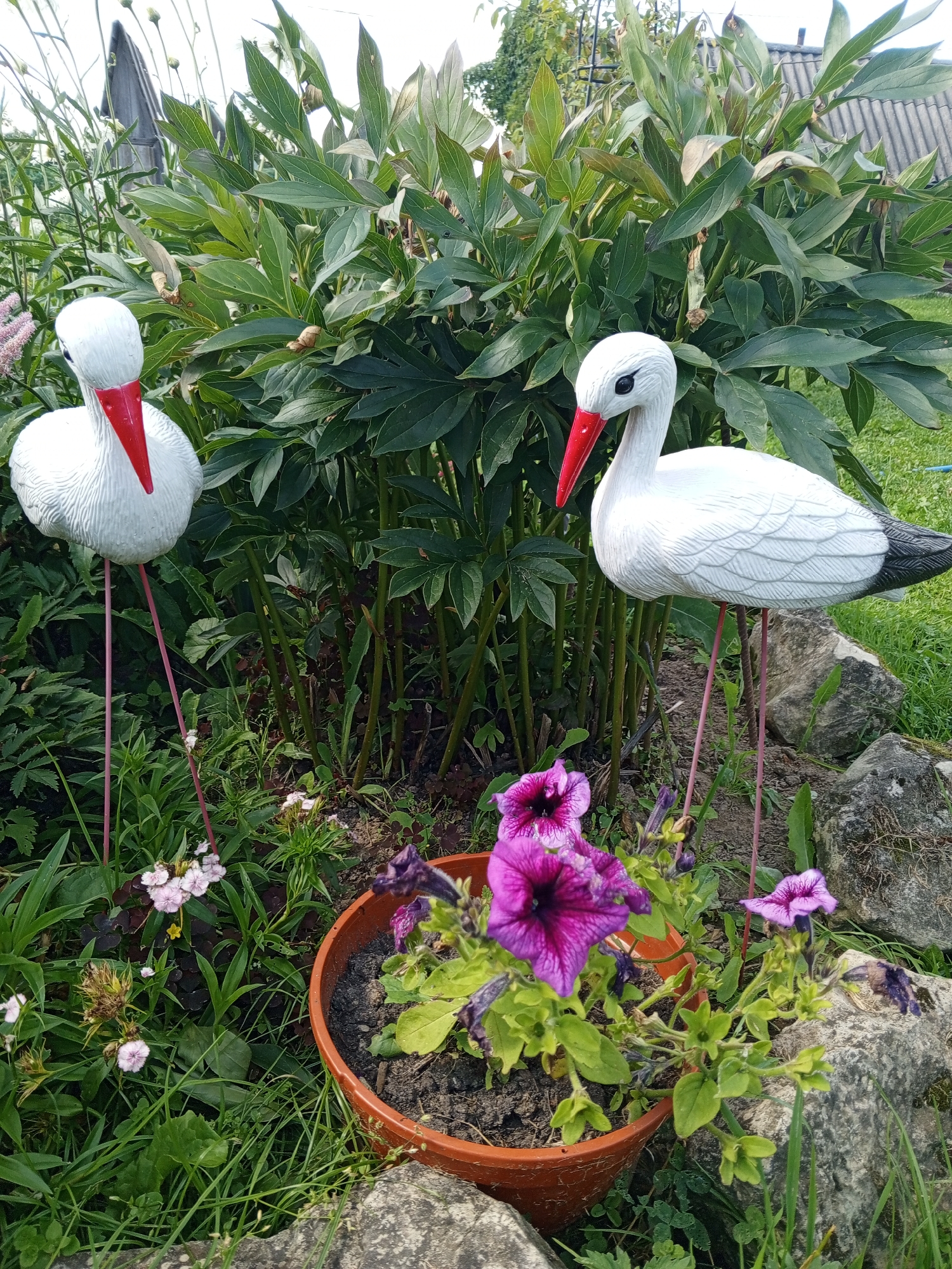 Two white stork garden ornaments stand in a garden. The stork on the left is positioned closer to the viewer and is facing left. The stork on the right is slightly further away and is facing right. Both storks are white with red beaks and thin pink legs. Behind the storks are large green leafy plants, possibly peonies. In the foreground, a terra cotta pot contains purple petunias, some of which are wilted. Several rocks are scattered around the garden. The background consists of green grass, more foliage, and a blurred structure that may be a building with a roof. The scene is outdoors.