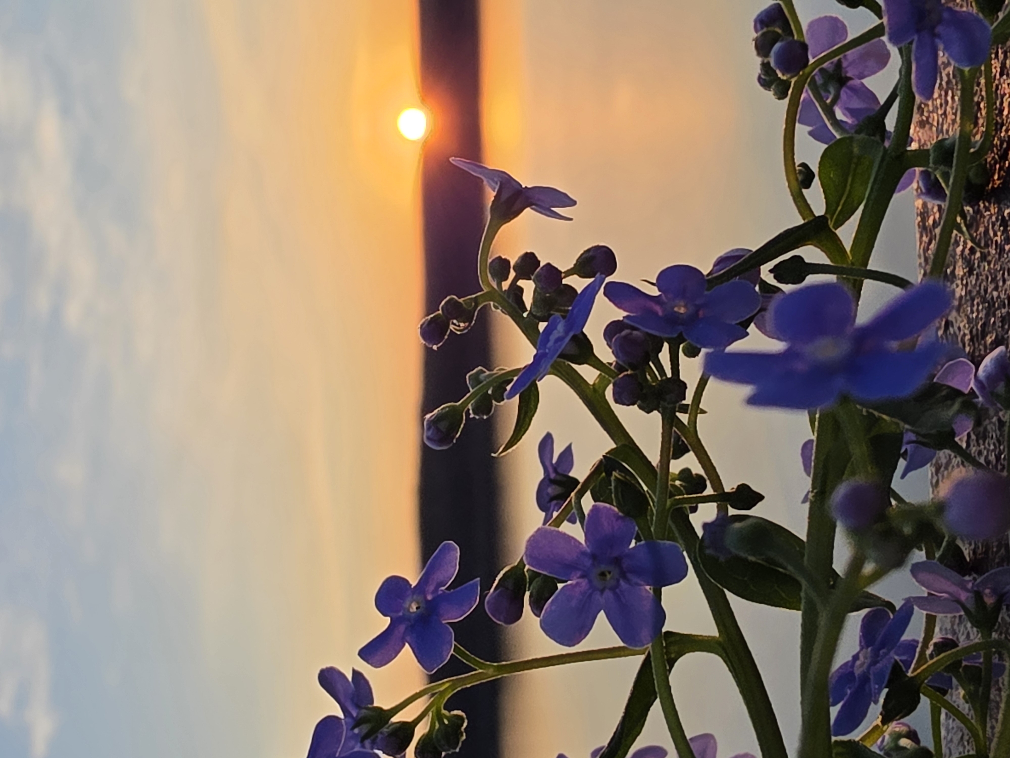 The image shows a close-up view of blooming purple flowers with green stems and buds. Behind the flowers, the sky transitions from light blue to orange, with a bright sun visible through what appears to be a vertical structure or object. The flowers are positioned on the right side of the frame, while the sky dominates the left. The composition suggests the flowers are growing near a structure, possibly a wall. There are no people visible in the image. The location is Chaikovsky, Russia.