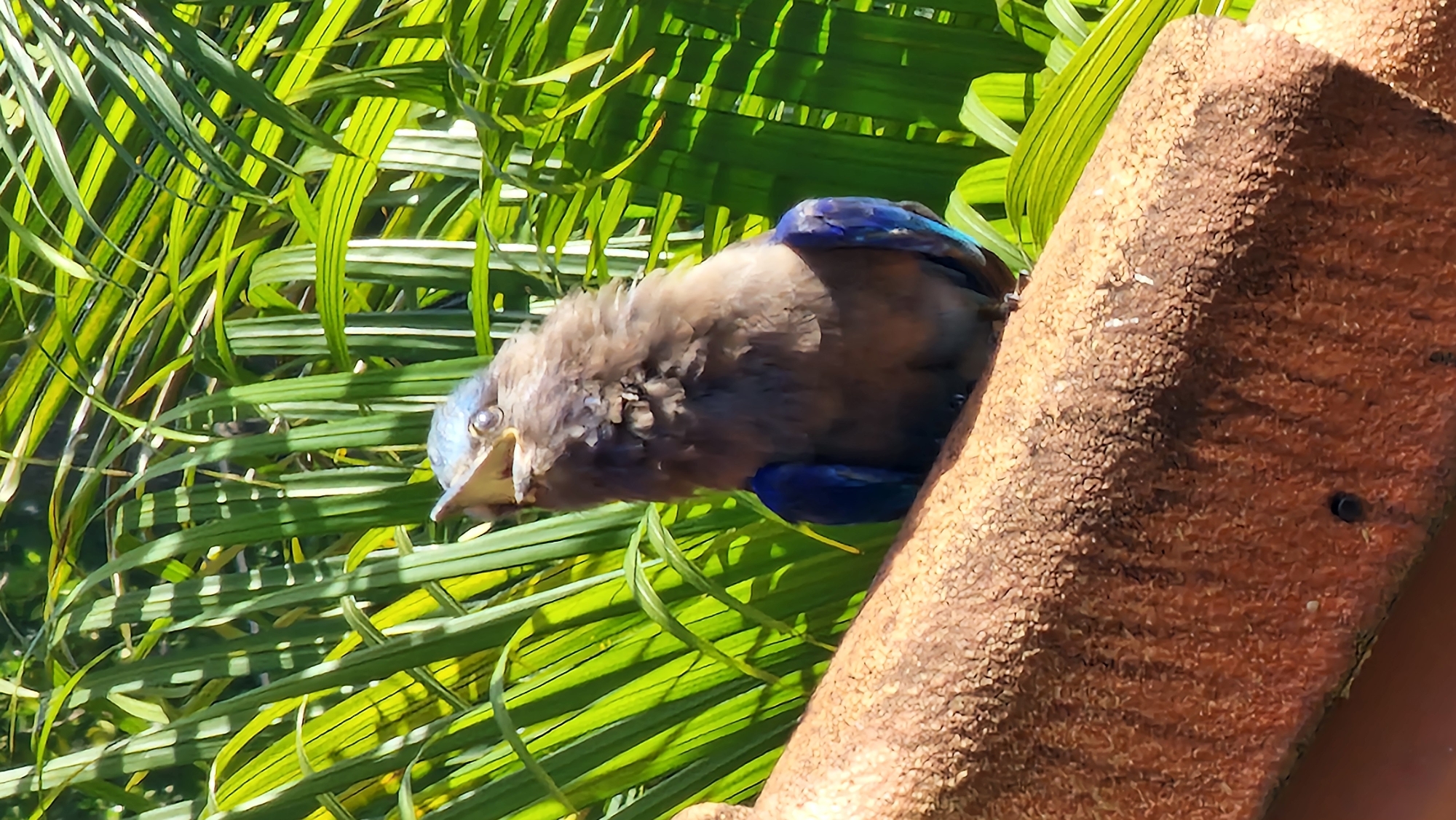 An Indian Roller bird with blue and brown plumage is perched on a rough, reddish-brown branch in Baan Mae Nam, Thailand. The bird is looking upwards with its beak slightly open. Behind the bird, lush green palm fronds are visible, dappled with sunlight. The scene appears to be an outdoor environment, likely a garden or natural setting.