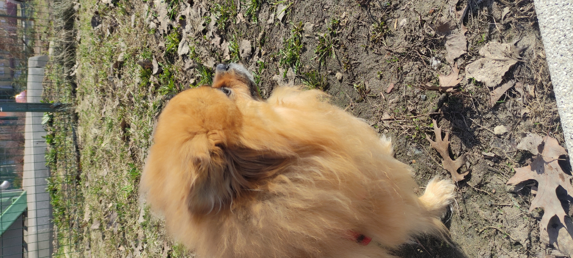 The image shows a dog resting on ground covered with dirt, grass, and fallen leaves. The dog is a golden color with long fur. In the background, there is a metal fence and some greenery. The location appears to be outdoors, possibly in a park or garden. The city of Fryazino, Russia is not identifiable in this image.