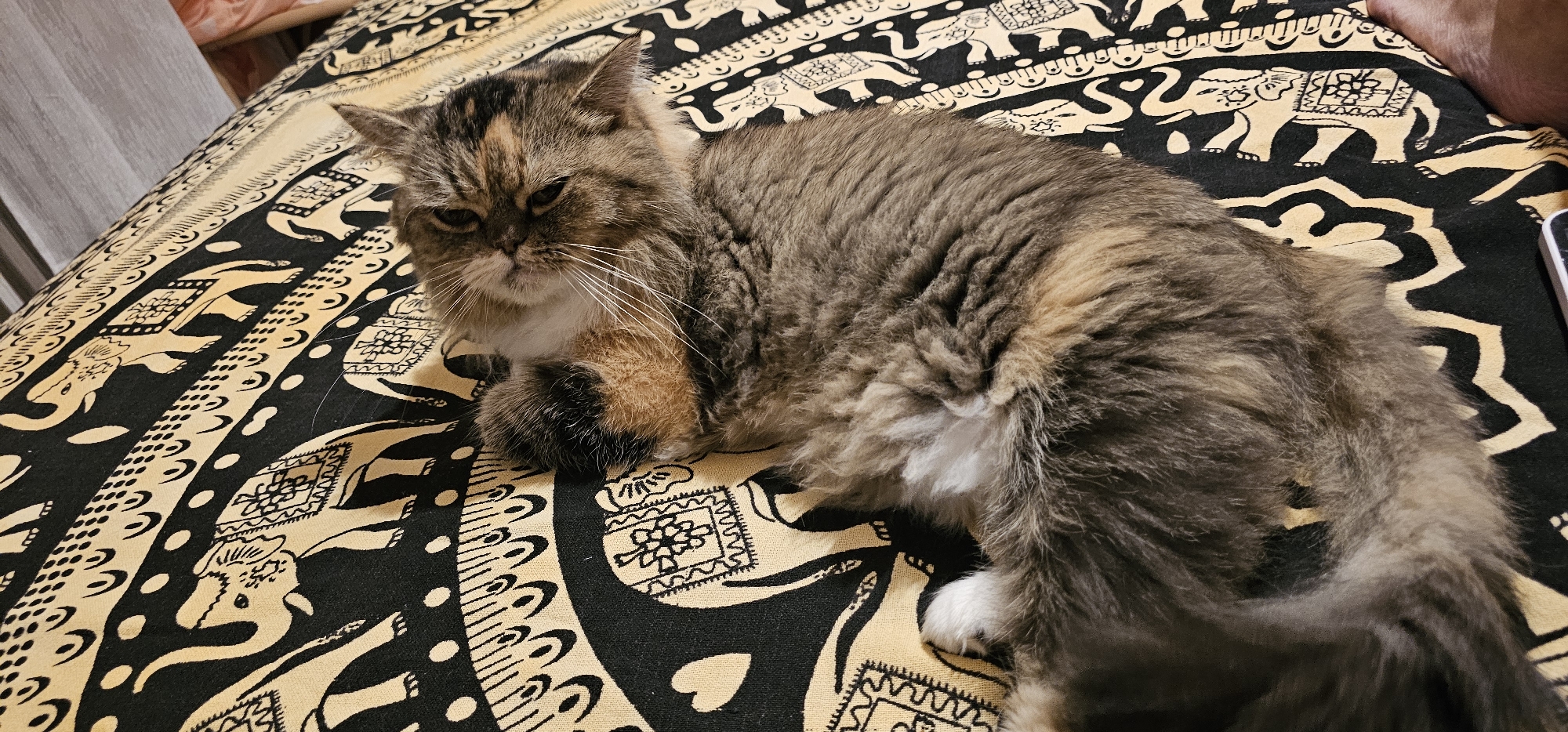 A fluffy, multi-colored cat with brown, gray, and orange fur is lying on a bed covered with a black and yellow patterned blanket. The blanket features repeating motifs of elephants and geometric shapes. The cat's eyes are partially closed, and its body is relaxed as it rests on the patterned fabric. The scene appears to be indoors, possibly in a bedroom. The location in Dogato, Italy, is not discernible from the visual information provided.