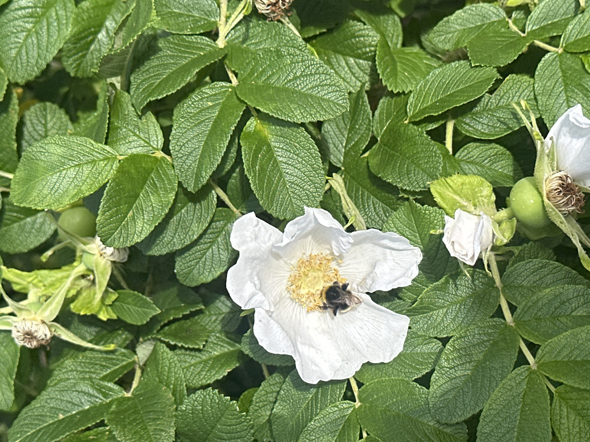 A close-up, eye-level, vertical shot captures a bumblebee nestled within the center of a white, five-petaled flower. The flower, likely a wild rose, has delicate, crinkled petals with visible veins radiating from its yellow center. The bumblebee, with its distinct black and yellow stripes, appears to be collecting pollen. Surrounding the flower is a dense foliage of vibrant green leaves, some with a slightly serrated edge, creating a lush, natural backdrop. The lighting suggests a bright, sunny day, casting subtle shadows that add depth to the scene. The image does not contain any discernible elements that would place it specifically within Kudrovo, Russia, or any other particular city.