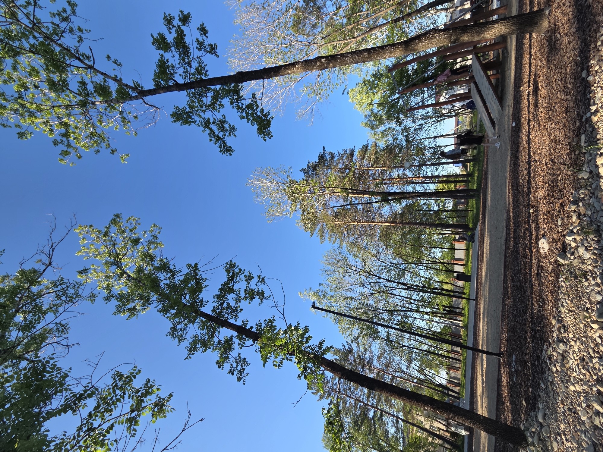 The image captures a park scene, possibly in the city of Birobidzhan, Russia, indicated by the query. The perspective is from a low angle, looking up through trees. The dominant feature is the clear, bright blue sky visible between the trees. There are trees with varying degrees of foliage; some have full green leaves, while others have bare branches or sparse leaves. The trees line a path covered with pebbles and mulch. In the mid-ground, there are some people, benches, and structures. There is a fence in the background.
