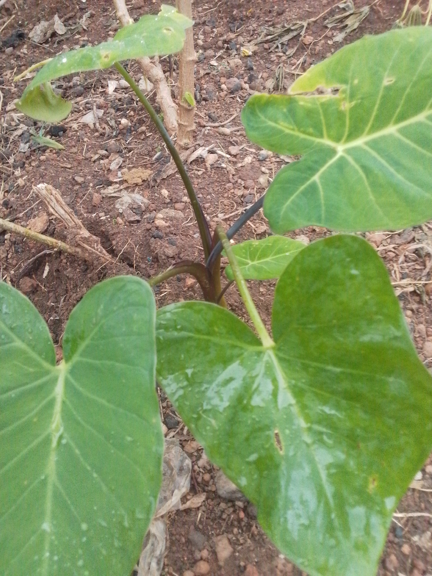 A close-up, eye-level shot shows several large, green, heart-shaped leaves of a plant emerging from dark, reddish-brown soil. The leaves are wet, with water droplets visible on their surfaces. The stems are a dark purple color. The ground is covered with small stones, twigs, and dry plant debris. In the background, a thin, light-brown branch of another plant is visible, along with more dry soil and debris. The image depicts a natural outdoor environment, likely in the city of Serti, Nigeria.