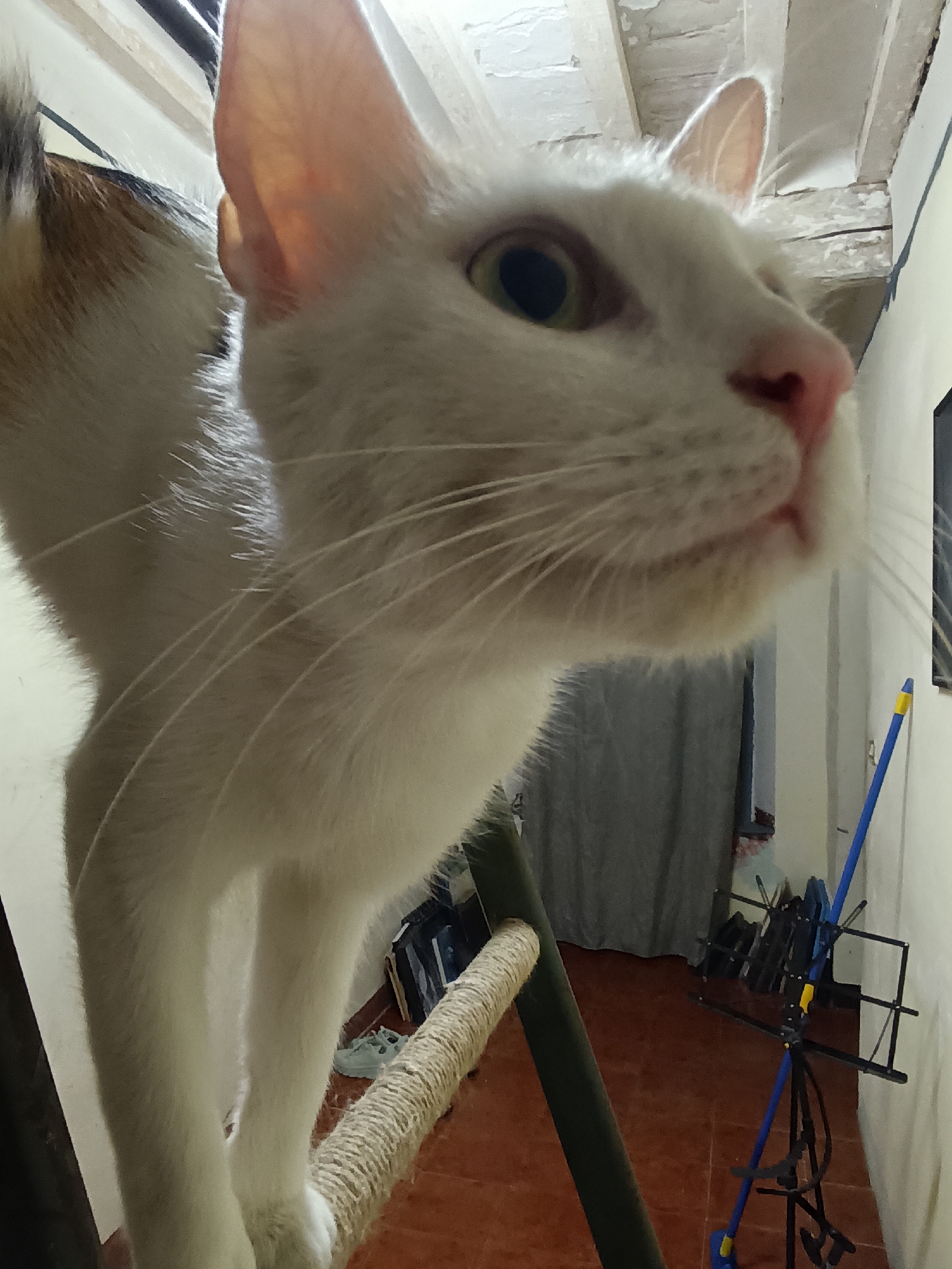 The image shows a close-up, low-angle view of a calico cat standing on a scratching post. The cat is predominantly white with patches of brown and black fur on its back. Its head is turned to the right, with its green eyes visible. The background is blurred, showing a room with a tiled floor, a gray curtain, and some objects including a blue pole with a yellow tip. The ceiling appears to be made of wood beams. This scene does not provide any information that would allow for its location in the city of Viadana, Italy.