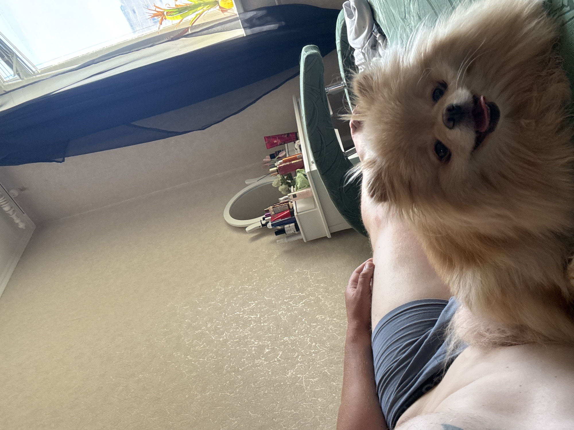 A Pomeranian dog rests on a person's lap in a bedroom. The dog is light brown with fluffy fur and a happy expression, its tongue slightly visible. The person is wearing gray shorts. In the background, a dresser with a mirror holds various cosmetic items. A window with sheer curtains and a plant is visible to the right, letting in natural light. The walls have a textured wallpaper pattern.