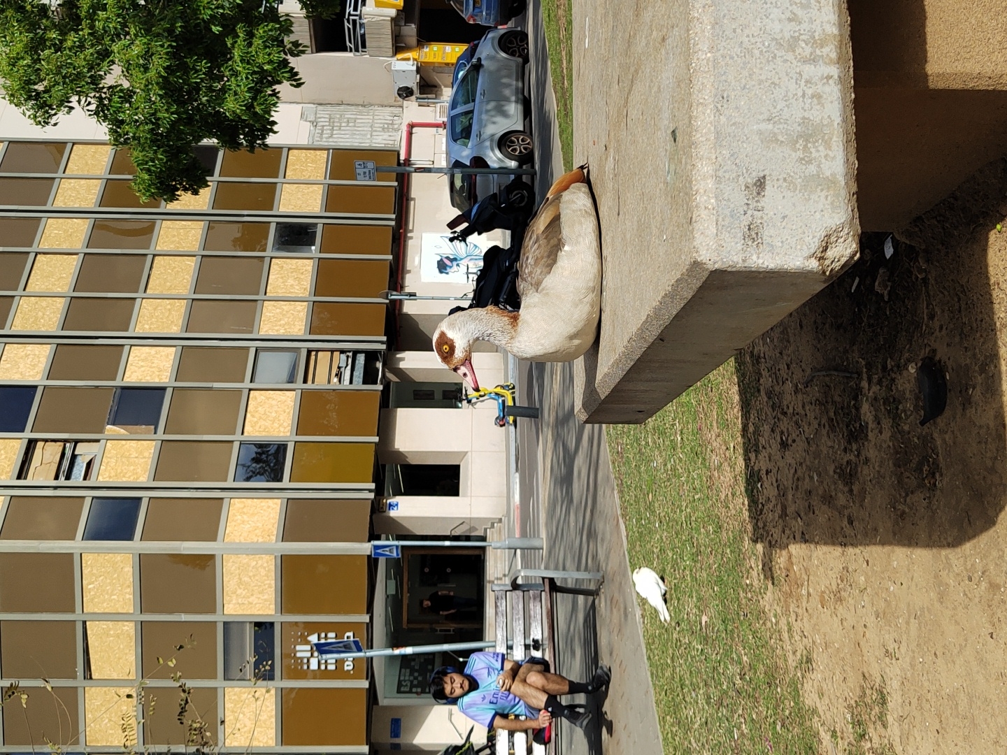 A high-angle, outdoor shot in what appears to be Tel-Aviv, Israel shows a public urban space with a mix of architectural elements, human subjects, and local fauna. On the left side of the frame is a portion of a large building with a grid-like façade of windows, many of which are covered or boarded up. The ground level of this building is set back, creating a shaded walkway. Adjacent to the building, a man in casual clothing sits on a park bench, possibly attending to his shoelaces. A public sign with the word "SHEFA" in Hebrew and English script is mounted nearby.
To the right of the building and the walkway, the scene opens into a concrete public space with a concrete slab. Perched on the edge of the slab is a large duck with a mix of white and brown feathers, possibly taking rest. A pigeon stands in the nearby grass. The background includes parked cars and street-level objects. The overall environment suggests a typical urban scene with the presence of nature.