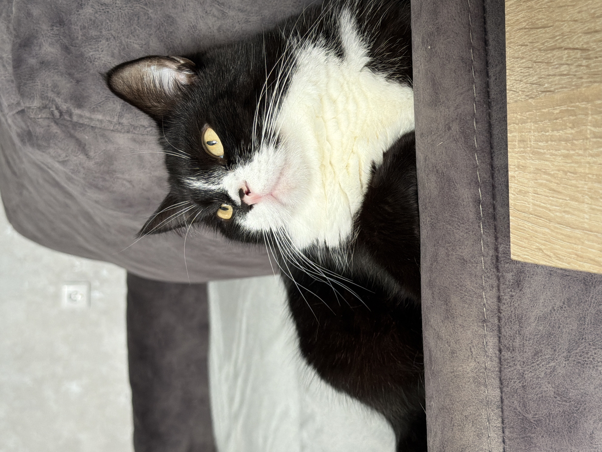 A black and white cat with yellow eyes is lying on a gray sofa. The cat is facing to the left and is looking away from the camera. The sofa is in a room with a white wall and a light-colored floor. There is a power outlet on the wall in the background. The image was taken in the city of Chekhov, Russia.