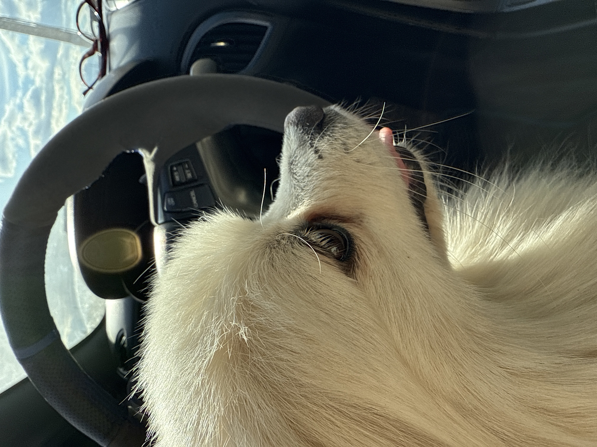 A close-up, interior shot from within a vehicle focuses on a large, white, fluffy dog resting its head on the steering wheel. The dog's snout is prominent, with a small pink tongue slightly extended. The steering wheel is gray, and part of the car's dashboard and controls are visible in the background. A pair of glasses are resting on the dashboard, near the windshield. The scene does not contain any visible indications of the city of Lobanovo, Russia.