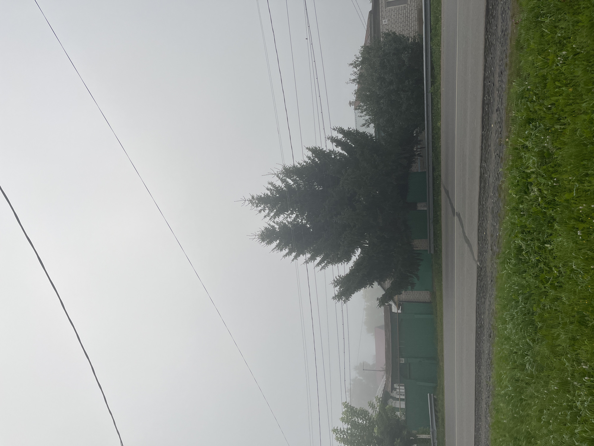 The image depicts a foggy outdoor scene, likely on the outskirts of Blagoveshchensk, Russia, characterized by a muted color palette and low visibility. In the foreground, a strip of vibrant green grass runs along the edge of an asphalt road. The road itself has a visible white line marking its center. Beyond the road, a dense line of trees, dominated by a large spruce, partially obscures houses and a green fence. Several power lines crisscross the sky, the most prominent ones running horizontally across the frame. The sky is overcast and foggy, contributing to the overall somber atmosphere. The houses in the background appear to be residential, with visible rooflines and some brickwork. The fog significantly blurs distant details, creating a sense of depth and isolation. No people are visible in the image.