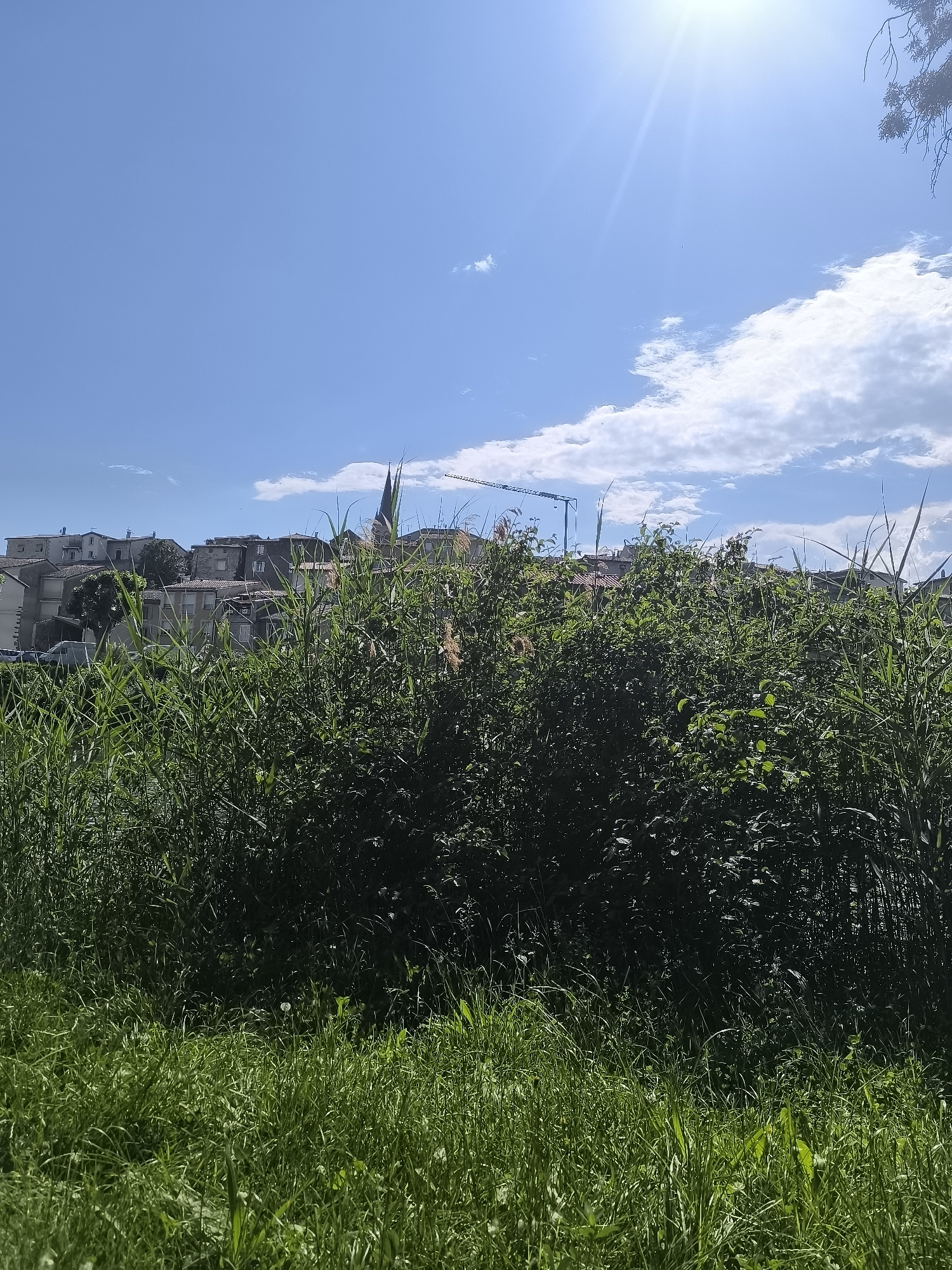 The image depicts a scene in Chézenas, France, characterized by a dense foreground of green grass and vegetation. Beyond the vegetation, a line of buildings forms the cityscape. A church spire and a construction crane are visible among the structures. The sky is predominantly blue with scattered clouds, and the sun is shining brightly.