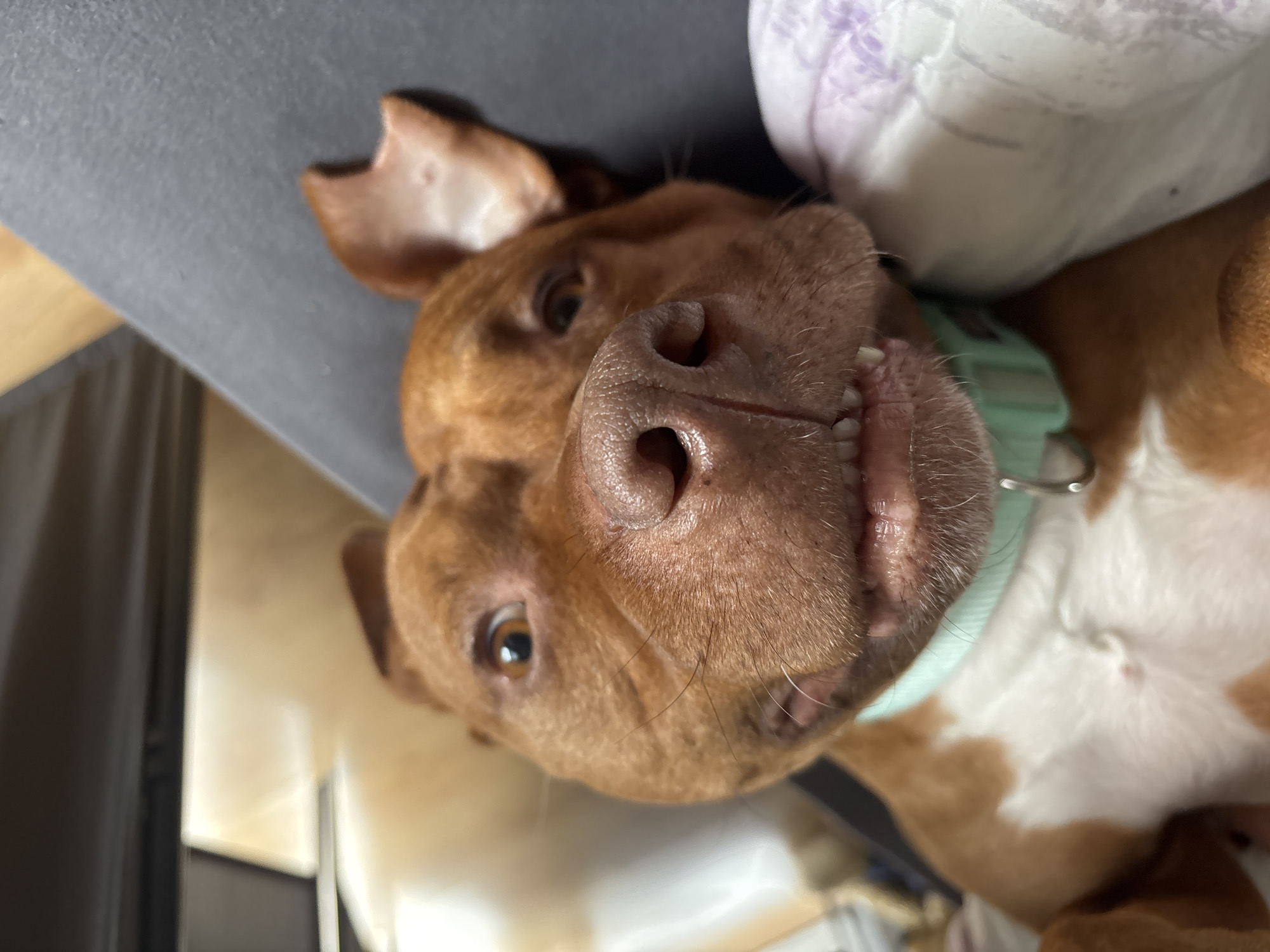 A brown and white dog with a light green collar is lying upside down with its nose in focus. The dog's ears are partially visible and a white pillow is behind its head. A gray surface and wood paneling are also visible. The location is not discernible from the image.