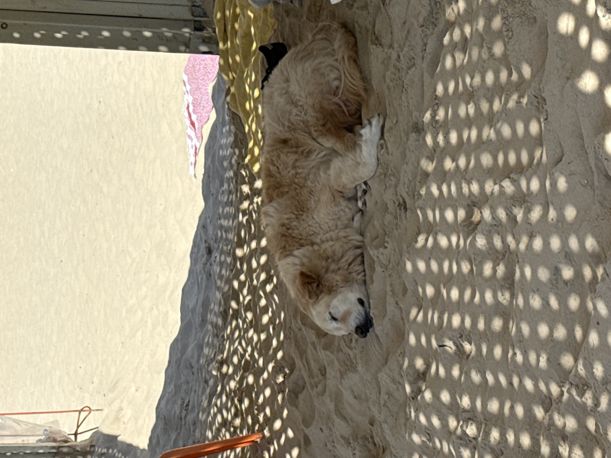 A medium-sized, light-colored dog is lying on sand in Tel Aviv, Israel. The dog is positioned on the right side of the frame and appears to be resting or sleeping. The sand is textured and uneven, with a pattern of dappled sunlight filtering through an overhead structure. A partial view of a building structure is seen in the upper left, along with hints of some soft goods like a towel, or bedding. The sunlight dappled on the sand has a regular geometric shape. The sand seems relatively dry and undisturbed around the dog.