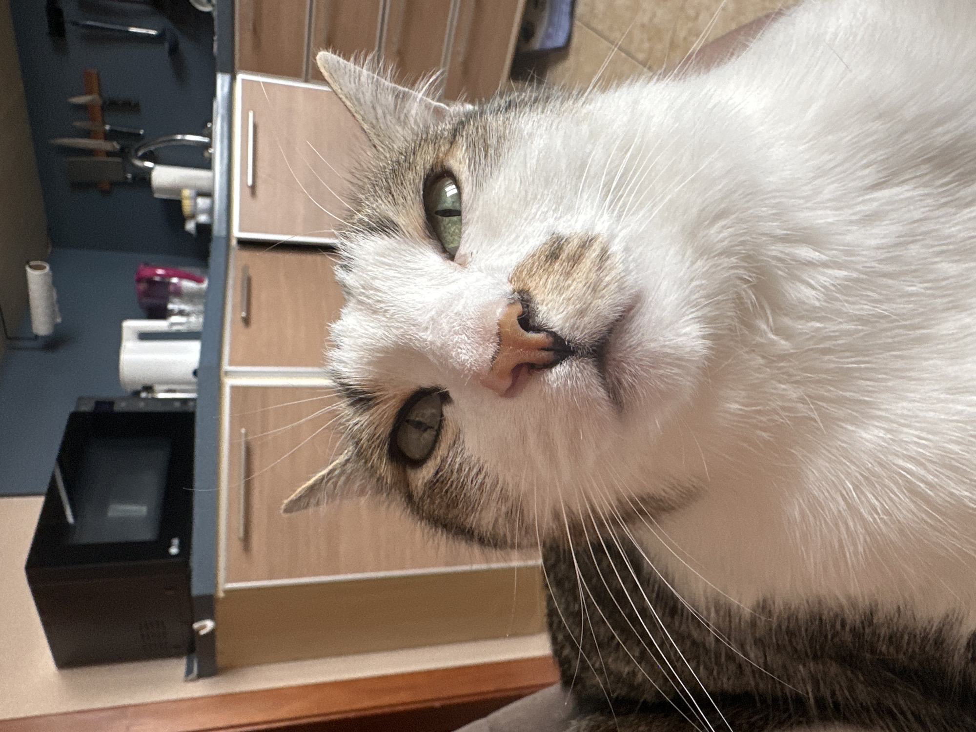 This close-up, wide-angle portrait features a domestic cat looking directly into the camera with a curious and attentive expression. The cat has striking green eyes, a pink nose, and a coat primarily consisting of white fur with distinct brown/grey tabby markings and some lighter ginger patches, particularly around its face and ears. Its whiskers are prominent and white.
The cat's head is tilted to its left, enhancing its inquisitive gaze. The background is blurred, indicating a shallow depth of field, but reveals an indoor setting, likely a kitchen or utility area. On the left side of the frame, behind the cat, parts of a dark blue-grey wall are visible, alongside a blurred rack that appears to hold knives or kitchen utensils. Below this, a white cylindrical object (possibly a paper towel roll or holder), a small pink/purple appliance, and a black appliance (potentially a microwave or air fryer) are situated on a light-colored countertop. To the right, blurred light-colored wooden cabinets with silver handles can be seen. The overall lighting suggests an indoor daytime or well-lit environment in Krasnoyarsk, Russia. There is no visible text in the image.