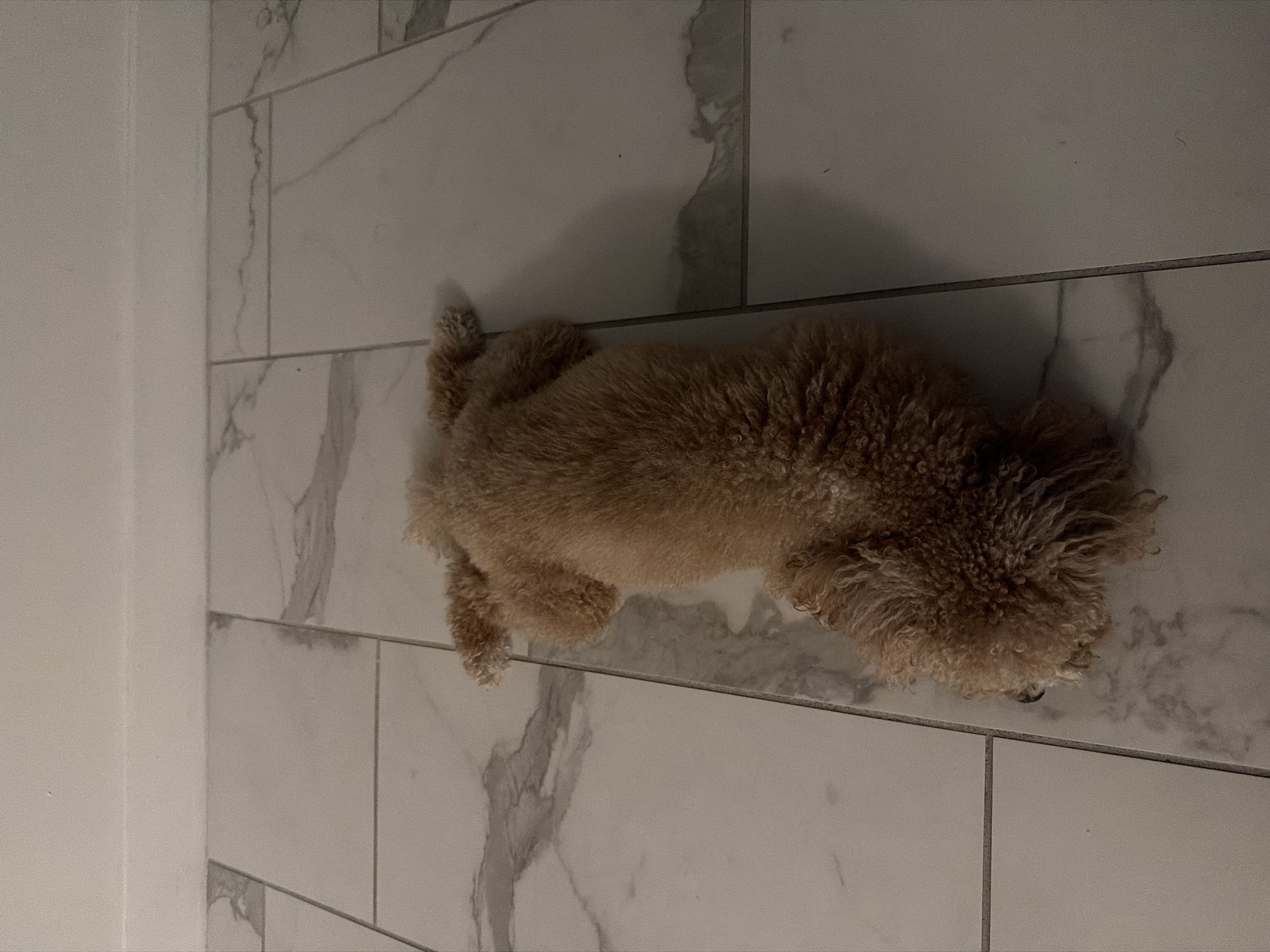 A tan poodle is lying on its stomach on a tiled floor. The dog's head is facing away from the camera, and its body is stretched out. The tiles are white with gray veining. The wall above the tiles is white. The scene is indoors.