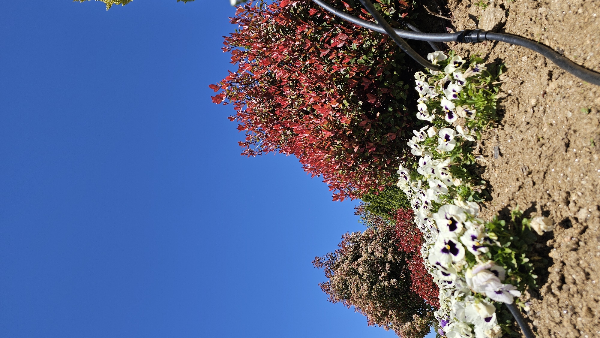 The image depicts a garden scene under a clear blue sky. On the right side of the image, there's a strip of light brown soil bordering a row of white flowers with purple centers. A black, thick tube runs along the edge of the soil near the flowers. Adjacent to the flowers, there are different types of foliage, including a bush with vibrant red leaves and another with brownish-red leaves. The clear blue sky occupies the majority of the left side of the image.