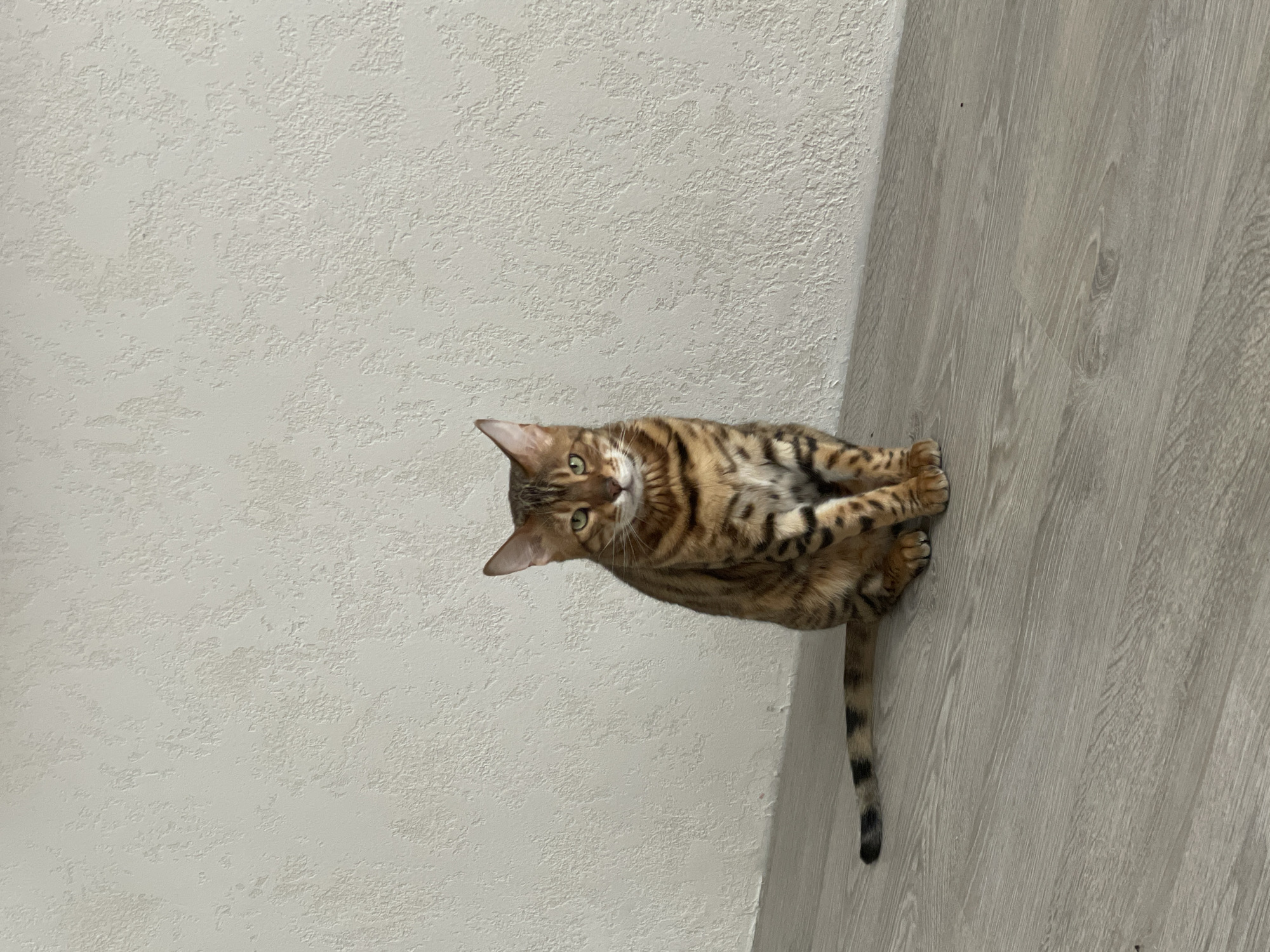 A Bengal cat sits on a grey wooden floor in front of a textured off-white wall. The cat is facing forward, with its tail extended to the left. The cat has characteristic brown and black spotted fur. The scene appears to be indoors, likely a residential setting. There is no indication of the city of Izhevsk, Russia, in the image.