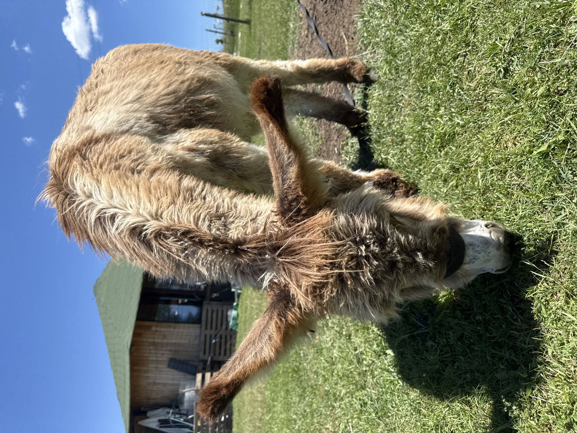 An adult donkey with shaggy, light brown fur grazes on a sunny day in a grassy field. The donkey's head is lowered towards the grass, and its long ears are splayed outwards. In the background, a rustic wooden building with a green roof is visible. The sky is clear blue with a few scattered white clouds. The scene appears to be in a rural or farm setting.