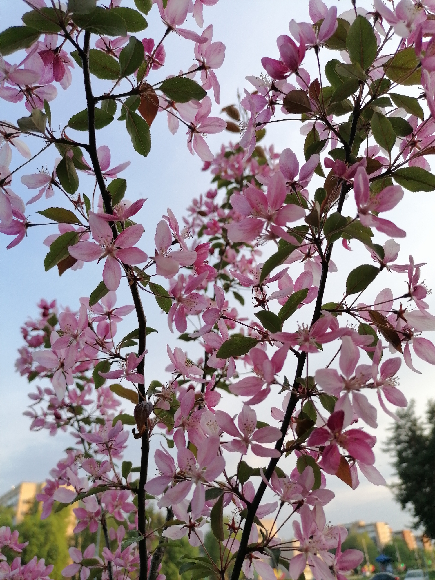 A low-angle shot reveals a blooming tree, likely a crabapple, filled with delicate pink flowers and green leaves against a backdrop of a pale blue sky. The dark branches of the tree reach upward, covered in blossoms. The scene is set in an urban environment, with hints of buildings and greenery visible in the distance, suggesting a park or residential area in a city. The details of the location are indistinct, identified only as Unknown, Unknown.