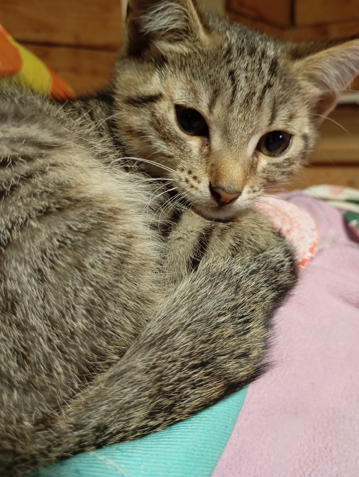 A close-up shot shows a tabby kitten curled up on a pink blanket with a teal edge. The kitten's fur is a mix of brown, gray, and black stripes. Its eyes are wide open and looking to the side. The background is blurred, but appears to be a wooden wall. The image was taken in the city of Fokino, Russia.
