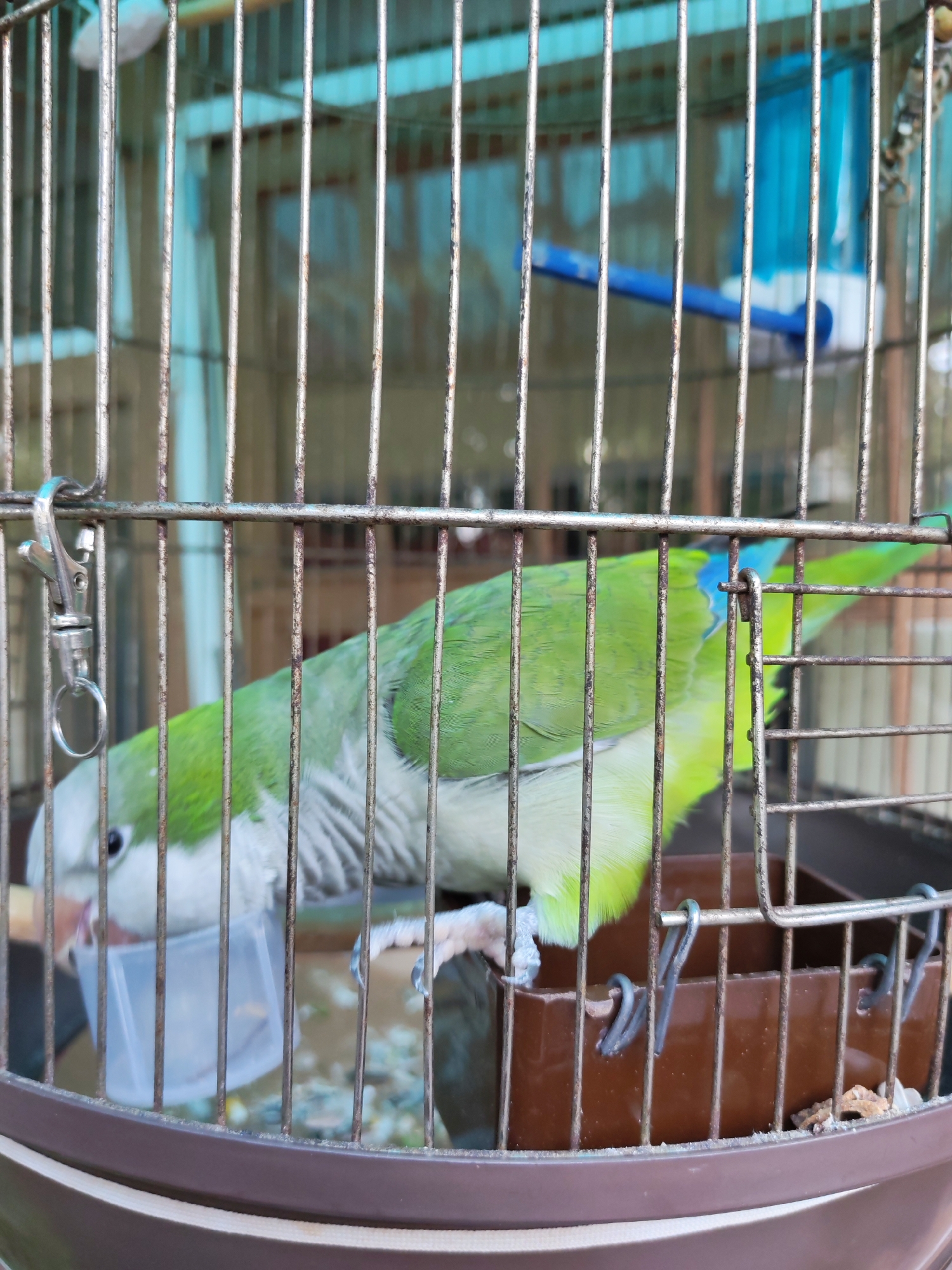 The image displays a solitary Monk parakeet (Myiopsitta monachus) confined within a metal birdcage, situated in the city of Marinka, Bulgaria. The bird, predominantly vibrant green on its back and wings, features a greyish-white chest and face, with distinct blue patches visible on its primary flight feathers. It is captured in a downward-leaning posture, its beak positioned at a translucent, square-shaped plastic feeder cup, indicating it is consuming food or water. One foot, with visible claws, rests on the edge of a brown plastic feeding dish, which is secured to the cage bars. The cage itself consists of vertical metal bars, exhibiting signs of wear and minor oxidation, and a rounded, dark brown plastic base. A silver metal carabiner clip is attached to the cage's upper left side. In the blurred background, a blue plastic perch and an indistinct light blue structure, possibly a wall or curtain, are visible behind the cage bars, set against a muted brown and tan environment. No human presence is depicted.