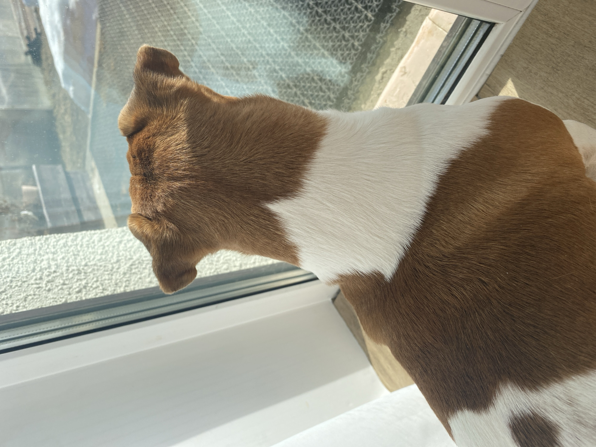 A domestic dog, viewed from behind, stands indoors looking out a window in Chaikovsky, Russia. The dog exhibits short, smooth fur, predominantly brown on the head and upper back, with a distinct white band across the shoulders that transitions into a pattern of brown and white patches along its body. It is positioned on a light brown floor surface. The dog faces a white-framed window with a light-colored sill. To the immediate left of the window, a sheer white curtain is partially visible, and the adjacent interior wall is white with a textured finish. Natural sunlight illuminates the scene, casting shadows. Beyond the window, the exterior environment displays patches of snow on the ground interspersed with dry vegetation, a wooden fence structure in the mid-distance, and indistinct background elements.
