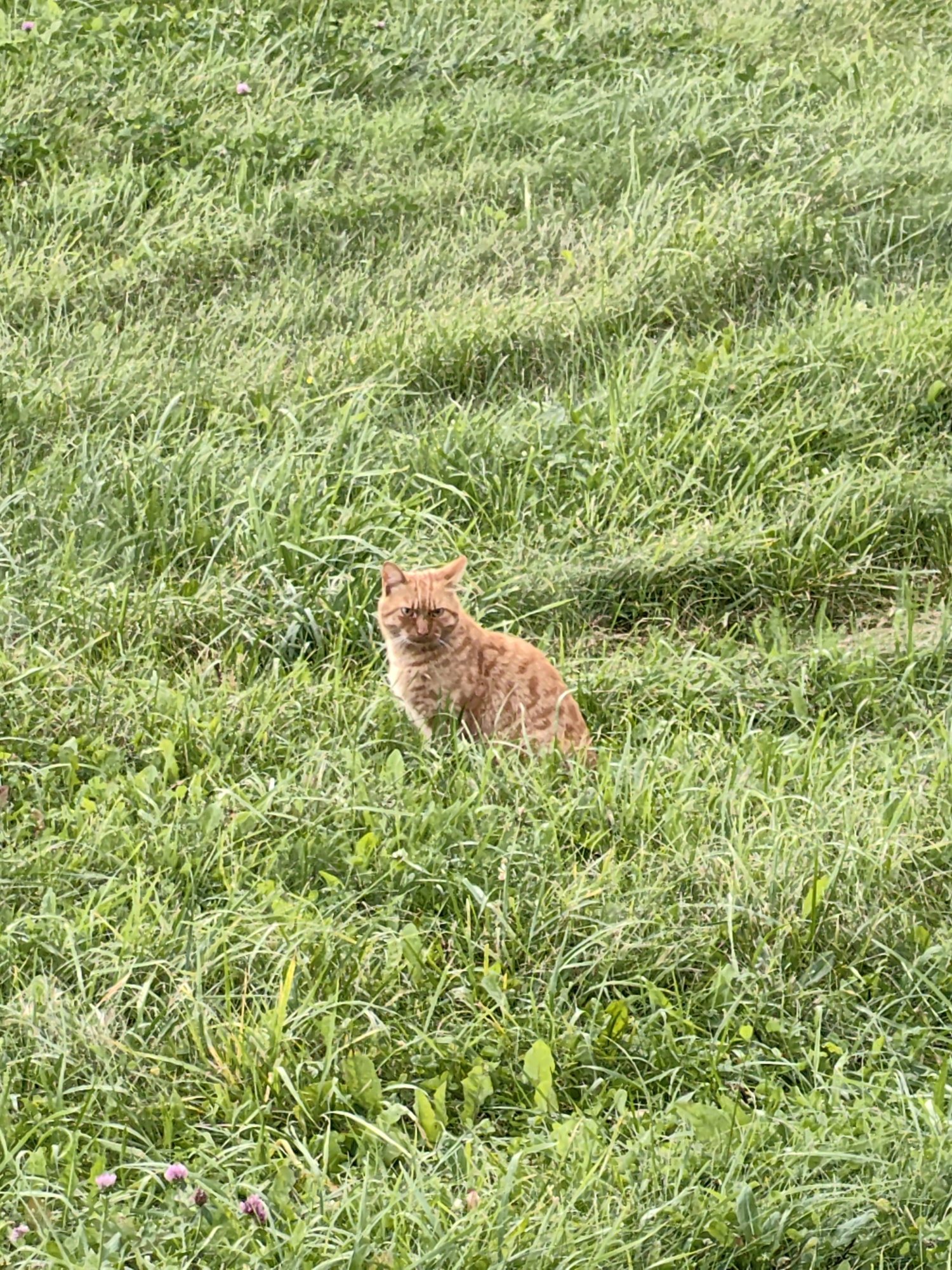 A ginger cat sits in tall green grass. The cat is facing the camera and appears to be looking at the viewer. The grass is lush and appears to be in a meadow or park setting. There are a few small pink flowers scattered throughout the grass. The image is taken from a high angle, looking down on the cat. The location is not specified within the city of Myadzyel, Belarus.