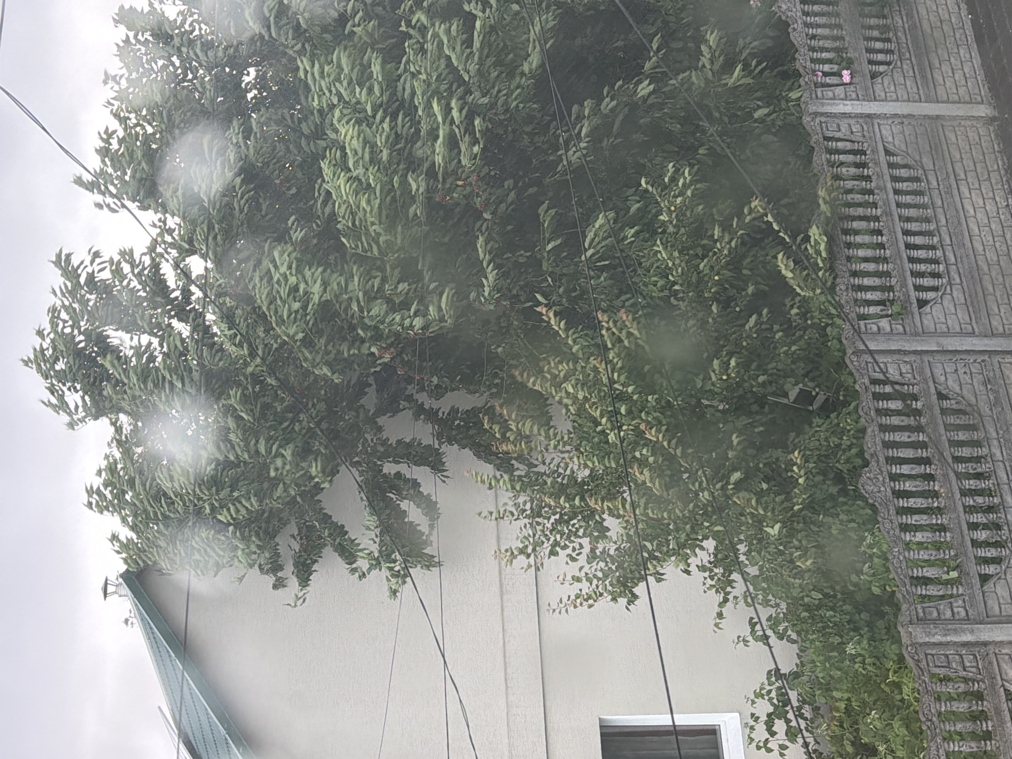 The image captures a view of a house and surrounding vegetation in Bila Tserkva, Ukraine, possibly during inclement weather. A light-colored building with a green roof occupies the left side of the frame. Several power lines traverse the scene horizontally across the building and trees. A mature tree with dense green foliage, appearing to be buffeted by wind, dominates the central and right portions of the image. In the foreground, a decorative concrete fence with brickwork accents runs along the bottom of the image. The sky is overcast, suggesting a cloudy or rainy day, and there are noticeable water droplets on the surface through which the photo appears to have been taken.