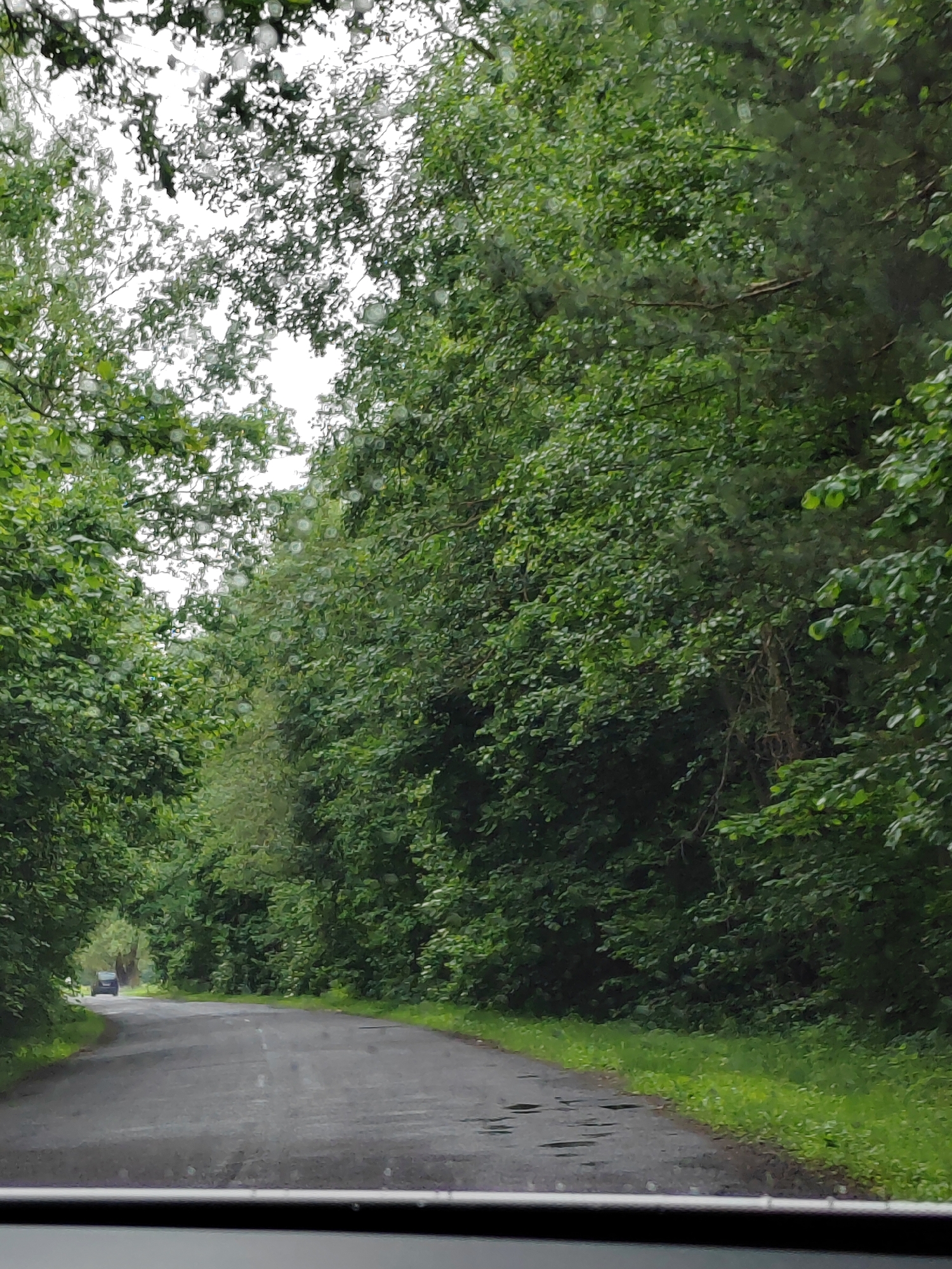 The image shows a paved road curving through a dense forest. The trees are tall and leafy, with lush green foliage that creates a canopy over the road, obscuring the sky in many places. The road surface appears wet, with several dark, reflective patches suggesting puddles or recent rainfall. A dark-colored car is visible in the distance on the left side of the road, moving away from the viewer. The overall impression is of a secluded, natural setting, possibly a rural road in Belarus.
