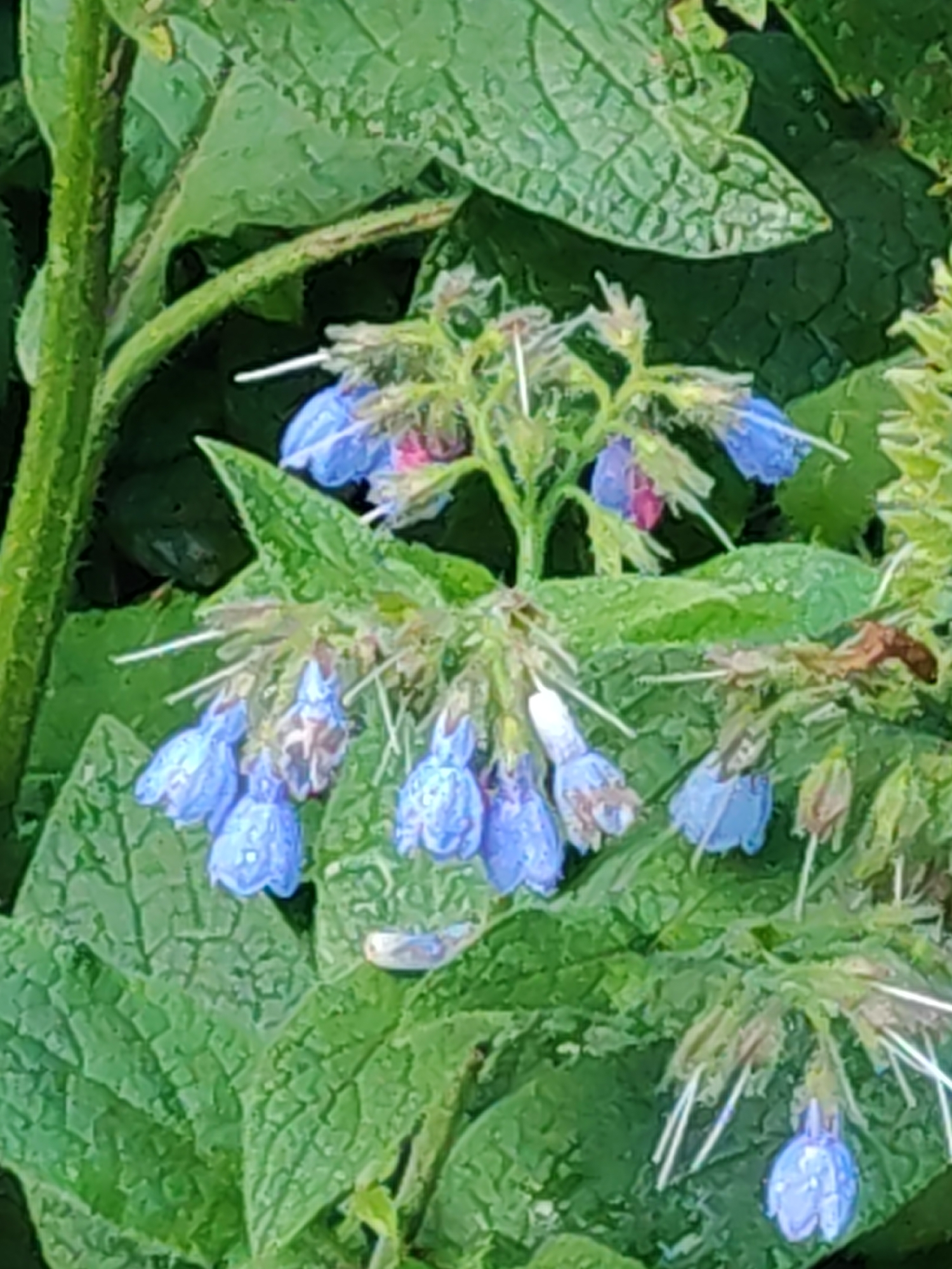 The image shows a close-up of blue, bell-shaped flowers with some pink hues, surrounded by lush green leaves. The flowers are hanging in clusters from thin stems, with delicate white filaments extending from the centers of some of them. The leaves are large, textured, and appear slightly wet, suggesting recent rain or dew. The overall scene is natural and botanical, focusing on the intricate details of the plant. There are no people, text, or specific location cues visible. The lighting is diffused, indicating it might be a cloudy day or a shaded area. The image captures a moment of natural beauty in a garden or wild setting.
