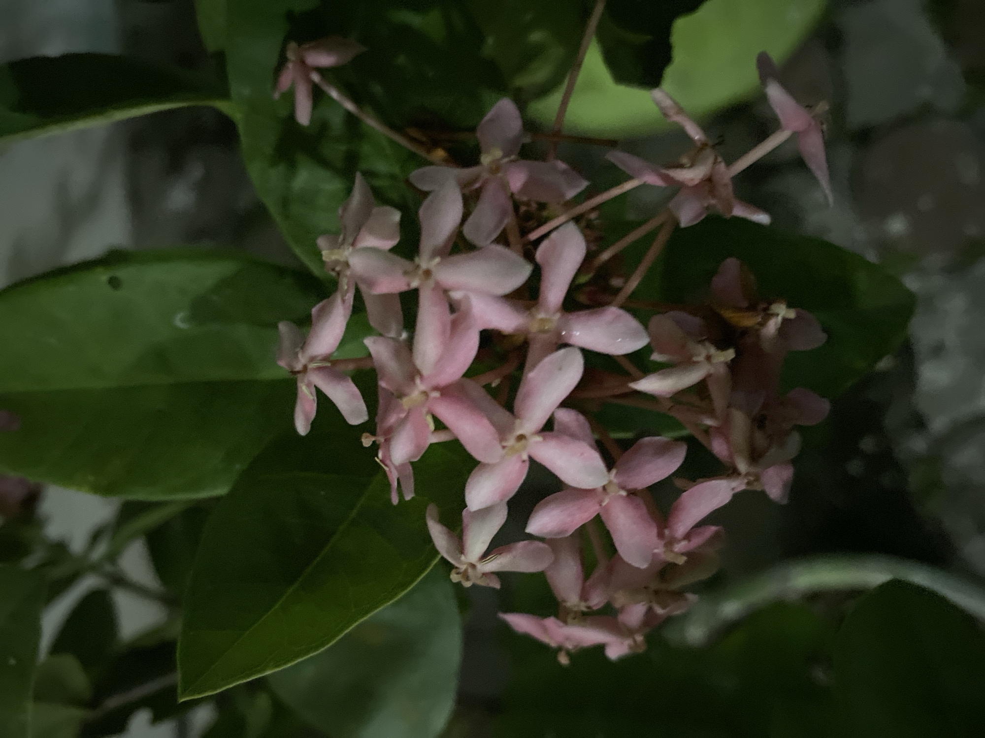 A cluster of small, pale pink flowers with four petals each, arranged on thin stems, is the primary subject of this image. The flowers are in various stages of bloom, with some tightly closed and others fully open. They are surrounded by lush, dark green leaves, some of which are slightly out of focus. The background is a blur of muted tones, suggesting an outdoor or dimly lit environment. The image appears to be a close-up shot, focusing on the delicate beauty of the flowers. There are no people or animals visible in the frame. The scene is devoid of any identifiable urban or natural landmarks.