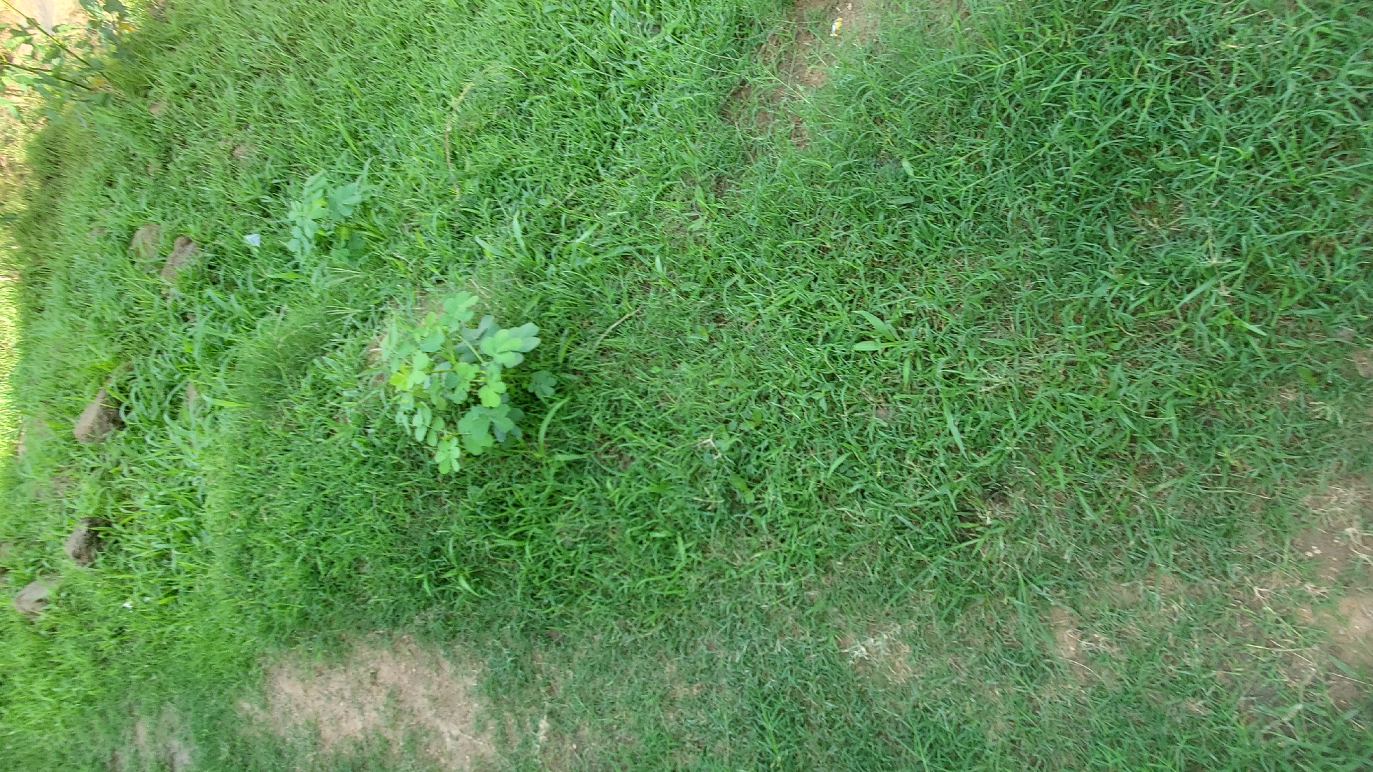 The image depicts an outdoor scene with a patch of green grass, some small plants, and rocks. A dirt path is visible on the left side of the image. The scene appears to be a natural or semi-natural environment, possibly a park or a yard, in Jalingo, Nigeria. There are no people or animals visible in the image. The lighting suggests it is daytime.