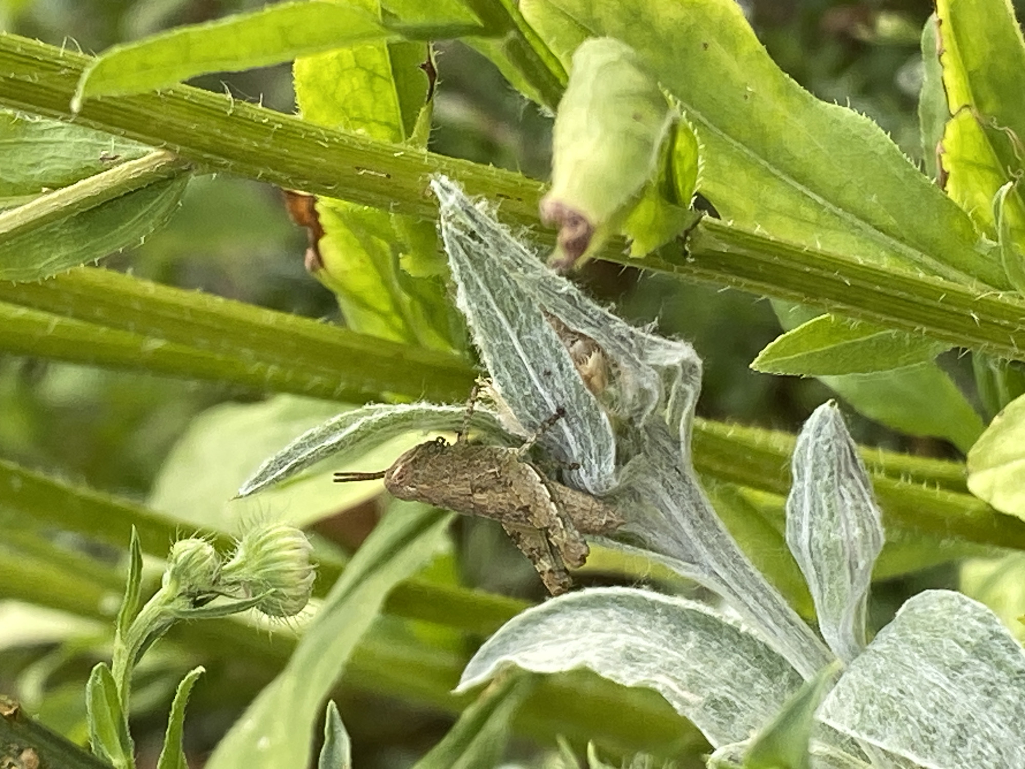 This is a close-up, outdoor, eye-level, natural light photograph of a small, brown grasshopper perched on a light-colored, fuzzy leaf. The grasshopper is facing left and has its antennae extended. The leaf is curved and appears to be covered in fine white hairs. Behind the grasshopper and leaf, there are various green plant stems and leaves, some of which are in focus and others are blurred. There is also a small, pale green, bud-like structure on the right side of the image. The overall environment suggests a natural setting with abundant vegetation. The image was captured in Barajevo Urban Municipality, Serbia.