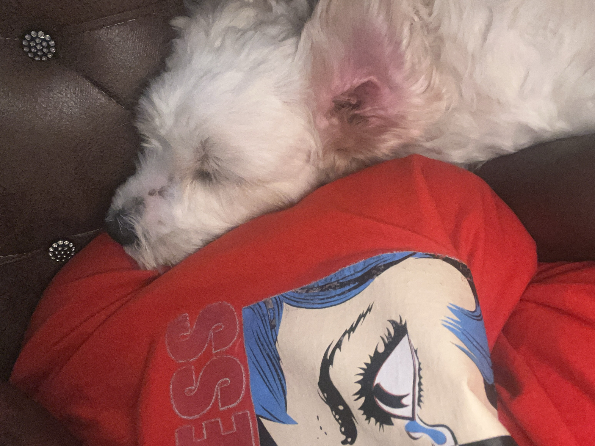 A close-up indoor shot captures a small, white, fluffy dog peacefully sleeping or resting. The dog, with its eyes closed and a pinkish inner ear visible, is lying on a red garment, likely a t-shirt or sweatshirt, worn by an unseen person. The red garment features a graphic design depicting a stylized, pale face with a large, dramatic eye, dark eyelashes, and blue hair or head covering. A blue tear is visible beneath the eye. Part of a word, appearing to be "SS" followed by other letters, is also visible on the red fabric, suggesting text like "STRESS" or similar. The dog and the person are resting against a dark brown, tufted surface, possibly a leather couch or armchair, which features a decorative, sparkly button with multiple small facets. The scene conveys a sense of comfort and tranquility. No specific time of day or location cues are discernible from the image itself, though the context given is Jos, Nigeria.