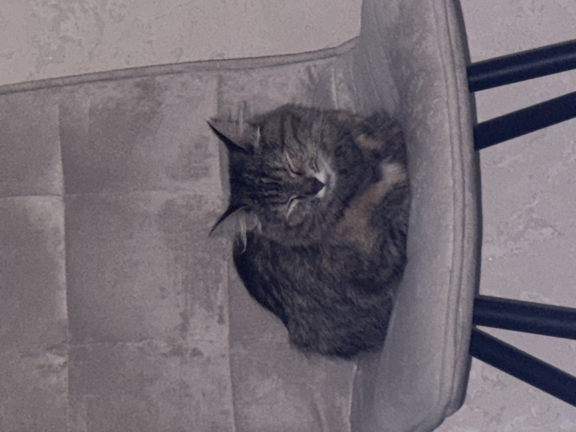 A fluffy cat with tabby markings is curled up and sleeping on a gray chair. The cat is positioned in the center of the chair, with its head tucked in and eyes closed. The chair has a quilted backrest and a padded seat. The background consists of a textured wall. The image appears to be taken indoors. No specific location in Saratov, Russia, can be determined from the image.