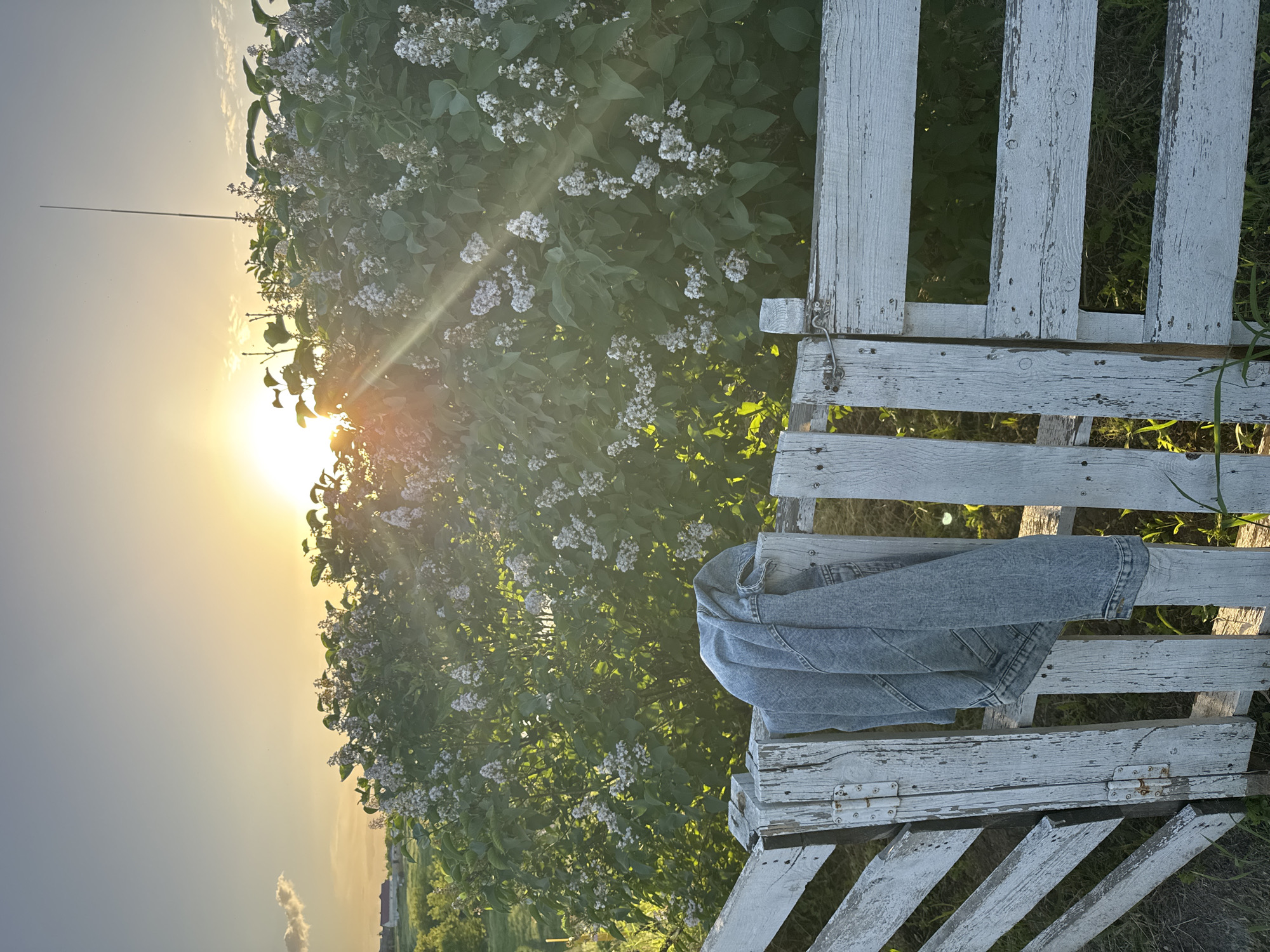 The image shows a white, weathered wooden gate in a rural setting. A blue denim jacket is draped over the gate. Behind the gate is a bush with white flowers, and the setting sun is visible in the background. In the distance, there is a suggestion of buildings and open fields. The image was taken in Усть-Курдюм, Russia.