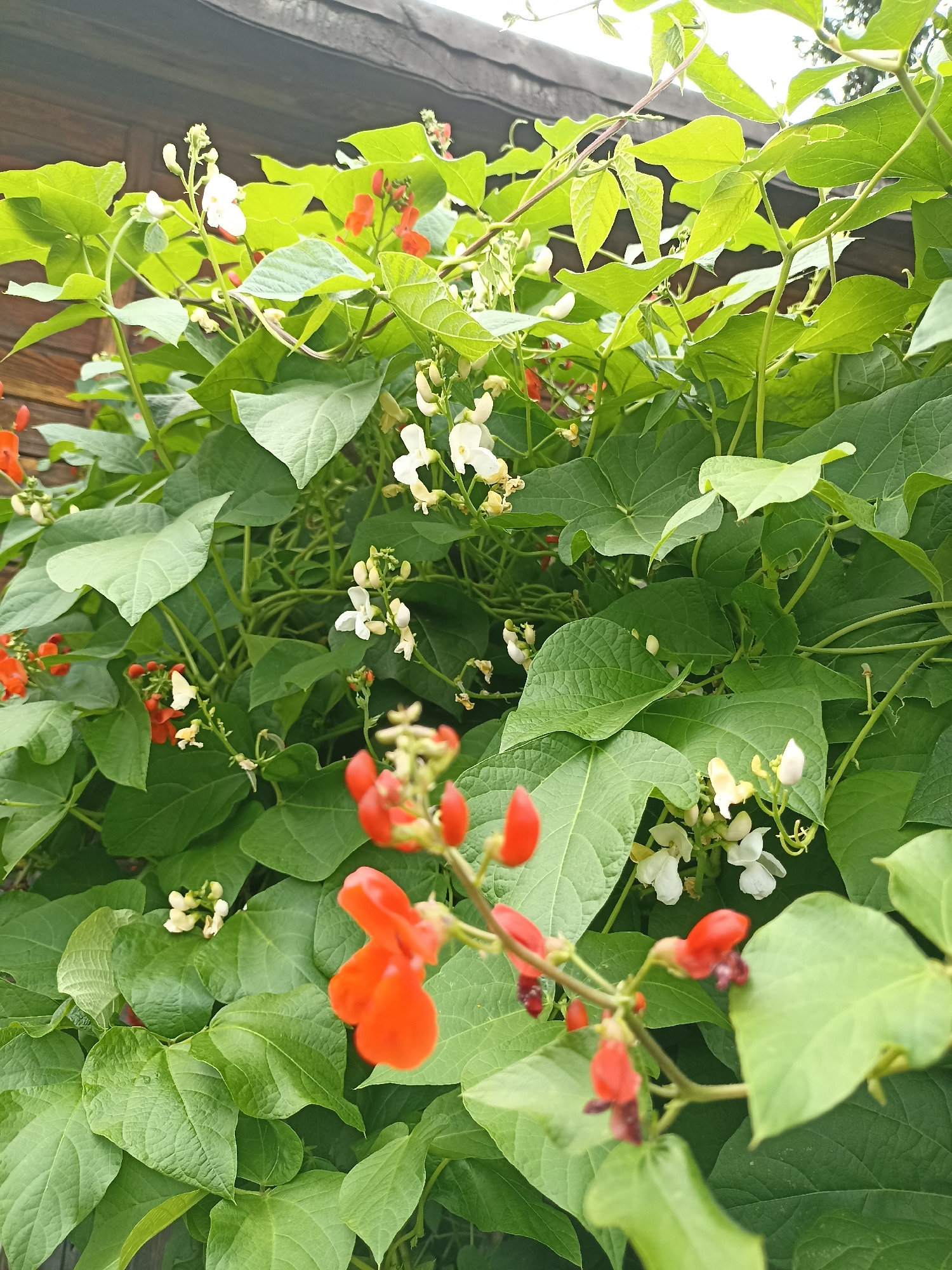 This is a close-up, eye-level shot of scarlet runner bean plants with both red and white flowers, and green leaves. The plants are growing against a wooden structure, possibly a fence or the side of a building, which is visible in the upper background. The lighting suggests it is daytime, with some shadows indicating natural light. There are no people or animals visible in the image. The scene is outdoors.