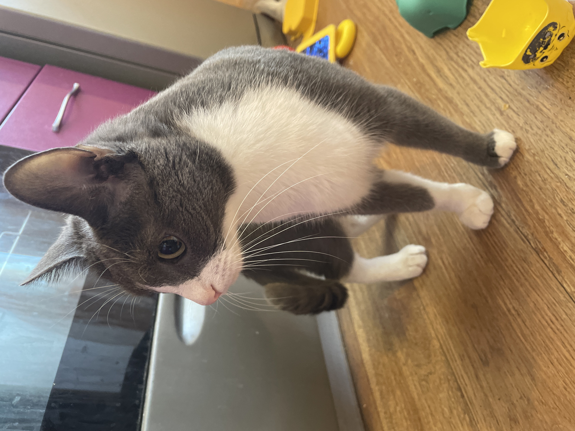 A grey and white cat stands on a wooden floor, looking to the left. The cat has a white chest and paws, and grey fur on its body and head, with a white patch on its nose. In the background, there is a dark grey appliance, a pink cabinet with a silver handle, and some toys including a yellow cup and a green object. The scene is indoors, in an unknown location.