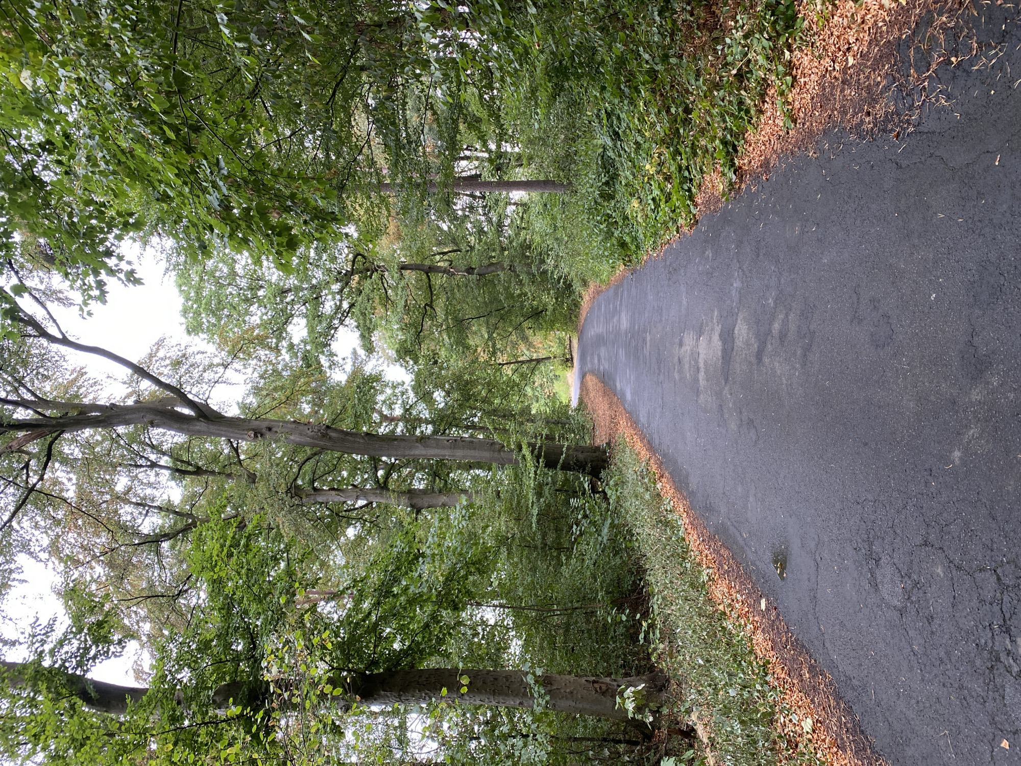 The image shows a paved pathway winding through a forest. The pathway is dark asphalt and is bordered by a dense growth of green foliage on the right and trees with lush green leaves on the left. Fallen brown leaves are scattered along the edges of the pathway, indicating a possible autumn season or recent shedding of leaves. Tall trees with textured bark dominate the scene, their branches forming a canopy overhead, filtering the daylight and creating a somewhat dim, natural ambiance. The pathway curves gently to the right and recedes into the distance, disappearing around a bend amidst the trees. The overall scene depicts a tranquil forest path in a natural setting, likely a park or wooded area within the city of Altenkirchen, Germany, given the context of its location. There are no people or animals visible in the image. The weather appears overcast or cloudy, contributing to the diffused lighting.