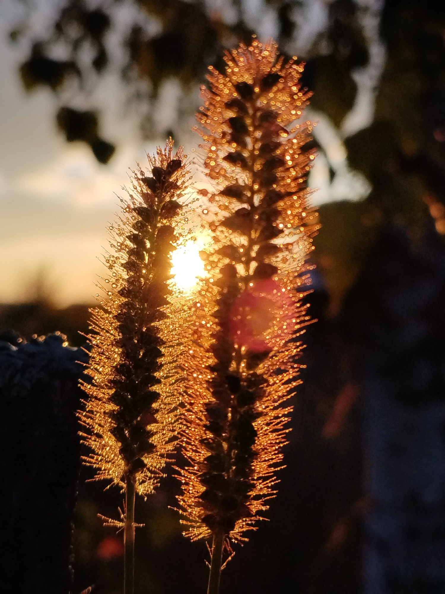 Two seed heads of a foxtail plant are silhouetted against a sunset in Bialynichy, Belarus. The plant stalks are dark and thin, and the seed heads are covered in tiny droplets that catch the sunlight, creating a shimmering, golden effect. The sun is visible through the seed heads, appearing as a bright orb with rays extending outwards. The background is out of focus, with blurred shapes of trees and foliage. The overall impression is one of natural beauty and the tranquil atmosphere of a sunset in the Belarusian countryside.