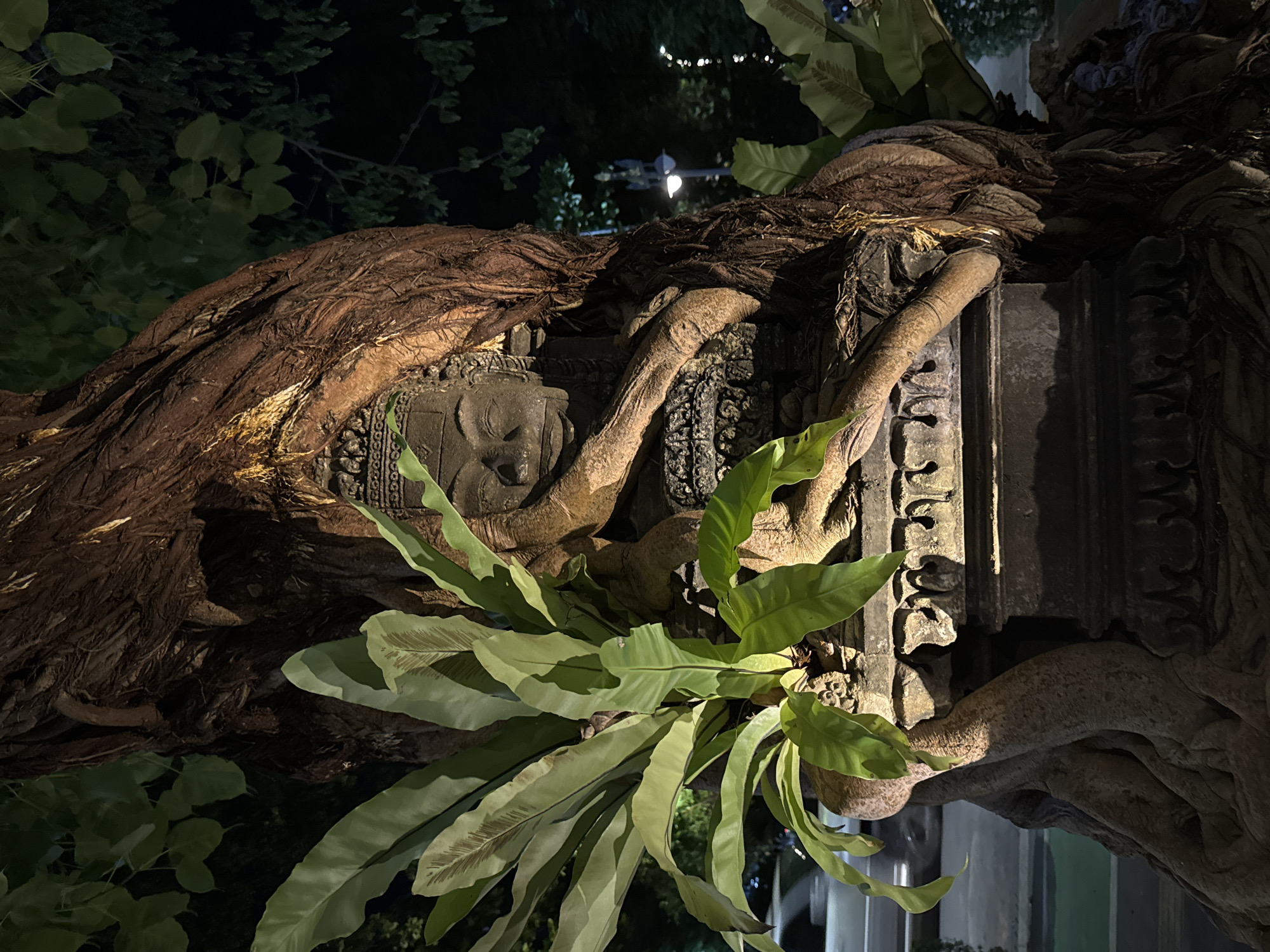 The image depicts a stone sculpture of a face, possibly a Buddha, entwined with the roots of a large tree. The sculpture is positioned on a carved stone base, which is also partially covered by the tree's roots. Lush green ferns grow around and on the sculpture and tree. The background is dark, suggesting nighttime, with hints of foliage and distant lights, possibly streetlights or decorative lighting, and a blurred outline of a road and moving vehicles. The scene appears to be located in an outdoor setting, likely a garden or public space in Siem Reap, Cambodia, given the style of the sculpture and the presence of tropical vegetation.