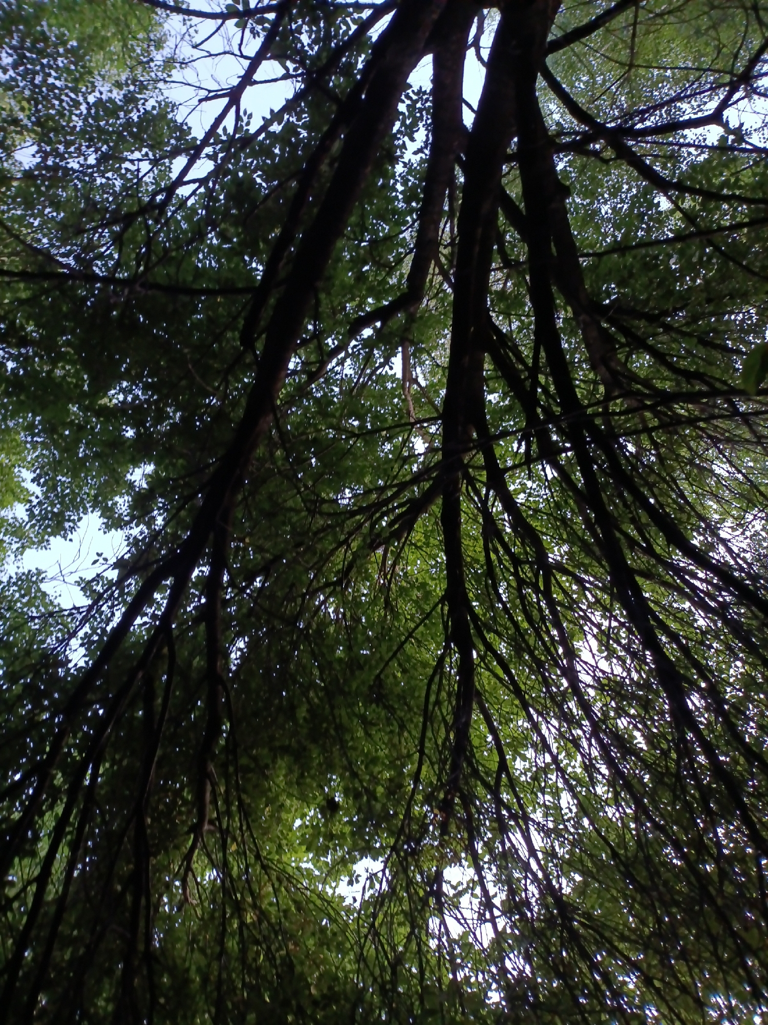 The image shows a low-angle view looking up through the canopy of a dense forest, with the sky visible in patches between the branches. Numerous dark tree trunks and branches crisscross the frame, creating a complex, almost maze-like pattern. Lush green leaves form a thick overhead cover, filtering the light and casting shadows. The scene is typical of a woodland environment, possibly a park or a natural area within or on the outskirts of the city of Gory, Russia. No people or specific landmarks are visible, suggesting a focus on the natural architecture of the trees and foliage.