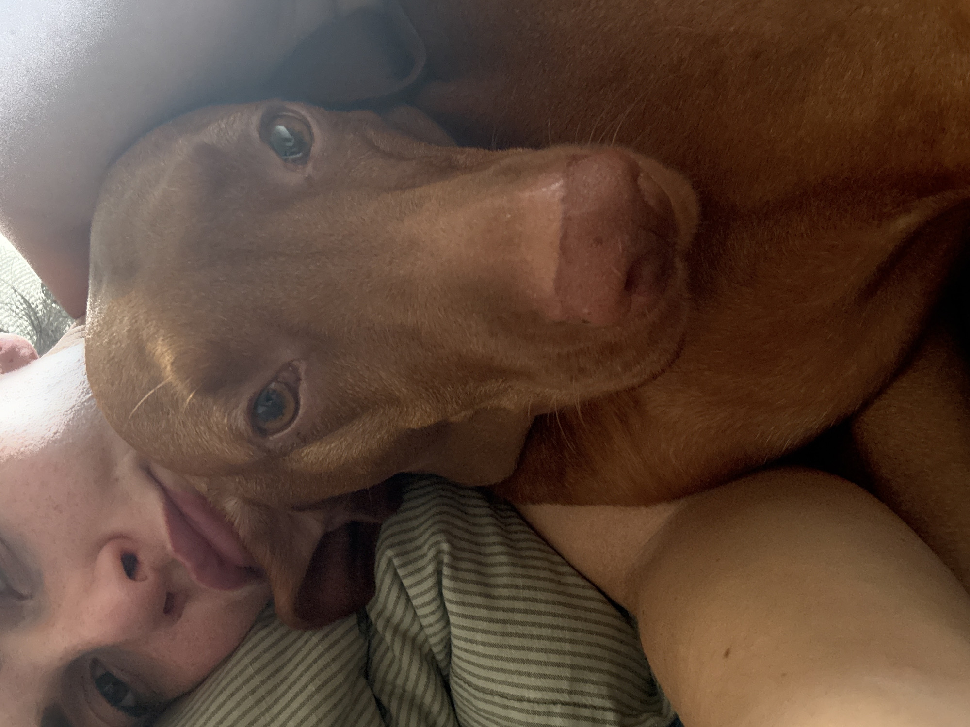 An overhead, close-up photograph depicts a person and a dog in an intimate, domestic setting. The upper-left quadrant features a partial view of an individual's face, with a visible left eye, nose, and lips, which are slightly parted. The person's skin appears fair, and they are resting on a pillow with narrow vertical stripes of light and dark grey/green. A bare arm or shoulder of the person is visible in the lower-left. Dominating the right and central portions of the frame is the head and upper body of a short-haired, reddish-brown dog, likely a Vizsla, looking directly at the camera. Its dark eyes are open, and its prominent, dark pink nose is centered in its face. The dog's head is positioned very close to the person's face, suggesting an affectionate cuddle or shared rest. The background on the upper right is indistinct, possibly another part of the bed or blanket. The overall lighting is soft, indicative of an indoor environment, most likely a bedroom. While the image itself contains no visual markers to confirm geographical location, the scene is stated to be in Sofia, Bulgaria.