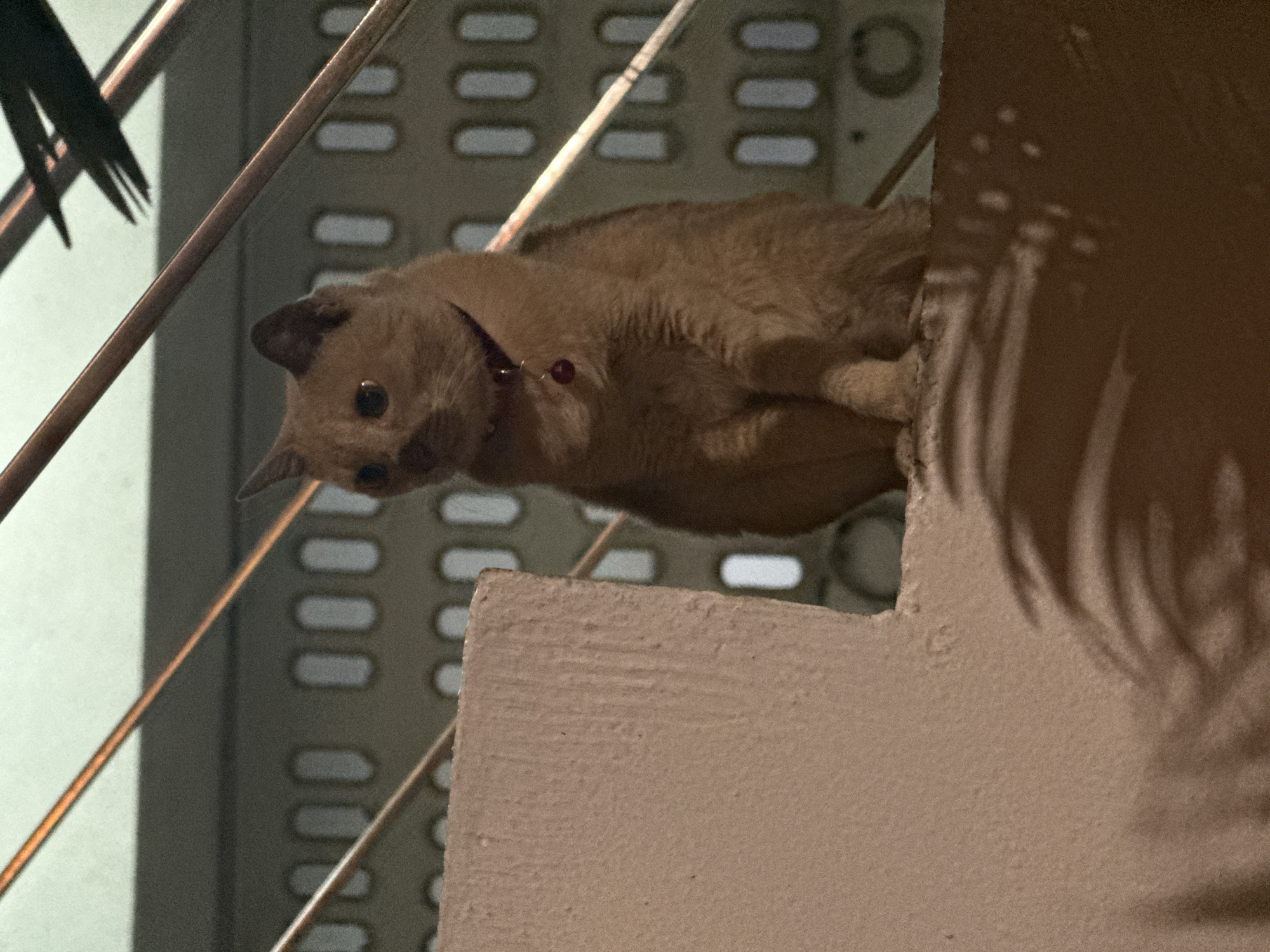 An orange cat with a dark collar and a red charm sits on a textured concrete surface in front of a patterned wall with oval openings and horizontal metal bars. The cat is facing right, with its head turned slightly towards the viewer. Shadows of palm fronds are cast on the concrete surface in the foreground. The background is a light green wall. The scene appears to be outdoors, possibly on a balcony or staircase, given the architectural elements.
